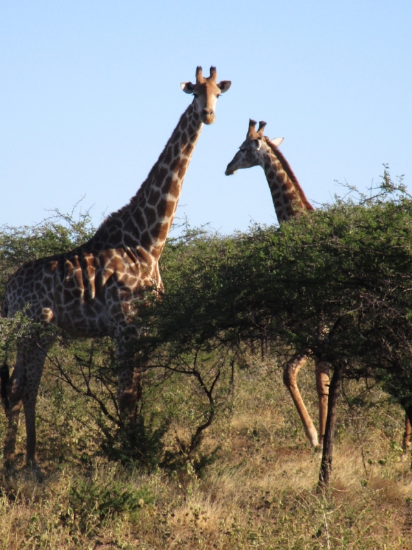 Such a magical moment. I didn't know it then, but in a few weeks time I would be getting a lip smacking kiss from a giraffe in Kenya at the Giraffe Center. More on that in another blog.