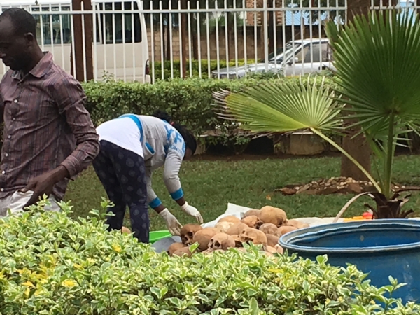 An unnerving sight - the cleaning of remains at the Nyamata Genocide Memorial.