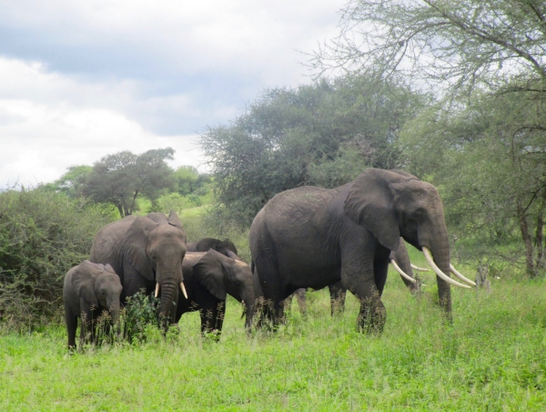 A happy elephant family on their way to greener pastures in the Tarangire Park.
