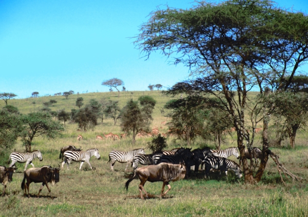 Let's move! Wildebeest, zebras and Thompson's Gazelles starting on "the great migration".
