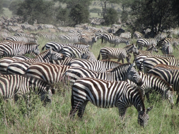 This looks like a op-art painting! A herd of Zebra can also be called a dazzle - I love that.