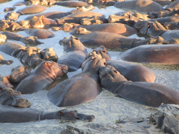 You could smell these hippos well before you found them in their wallow. A group of hippos is called a bloat - how appropriate.