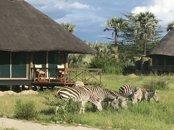  We were never sure what animals we'd find outside our door. On the first night a lion killed an impala within earshot.