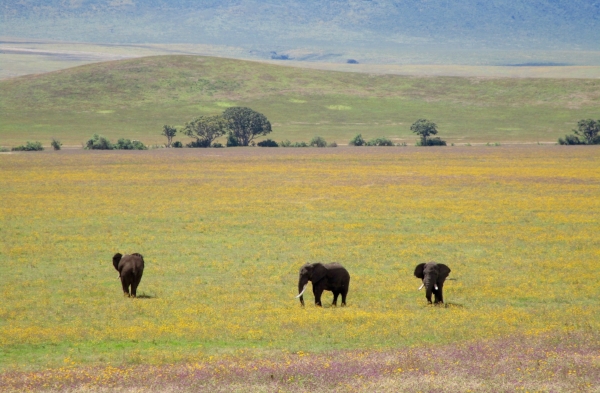 Gentle giants wandering the flower covered floor of the Ngorongoro Crater.