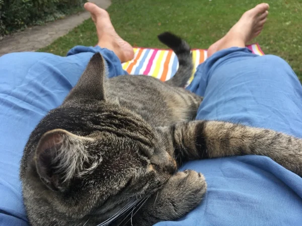 I got a cat after all! This feline neighbor was the nicest cat I've even known. So affectionate with the kids and always ready for a nap in the garden.