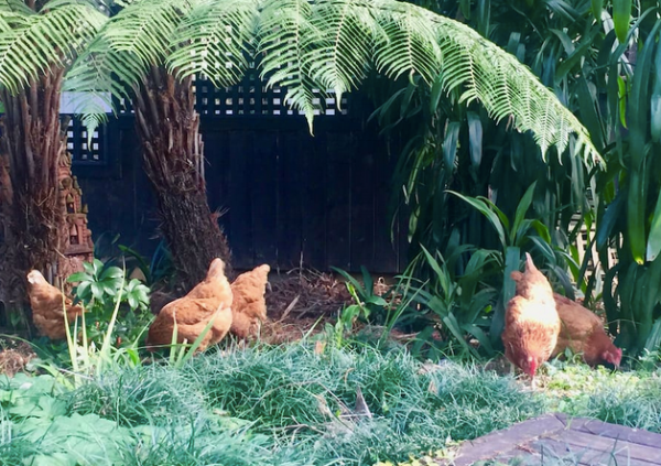 How would you l like your eggs this morning?