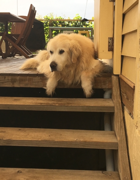 Our little yellow cottage came with a very large and lovable matching yellow lab.
