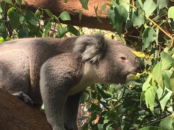 Hello Koala Bear - I've been looking all over for you! I had a great day at the Sydney Zoo.