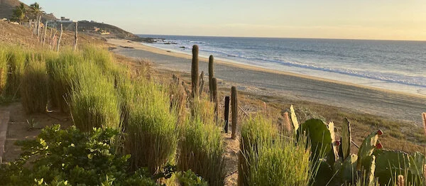 Pandemic in Paradise