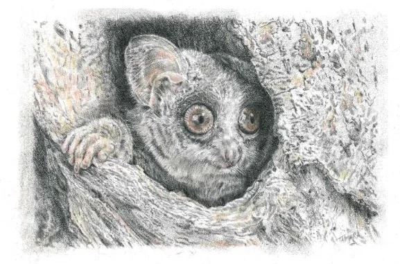 AFRICAN BUSH BABY
