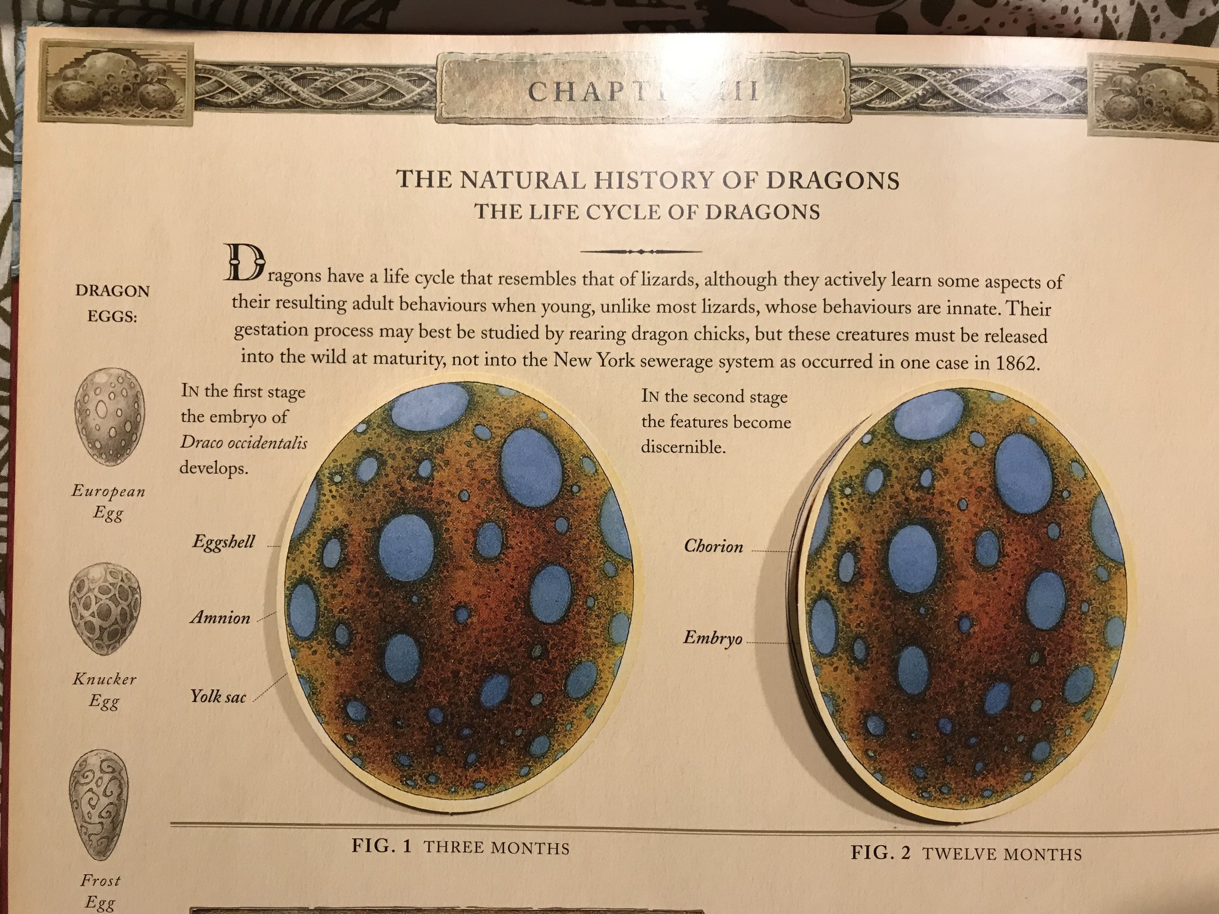 Dragonology Dr Bookworm3.jpg
