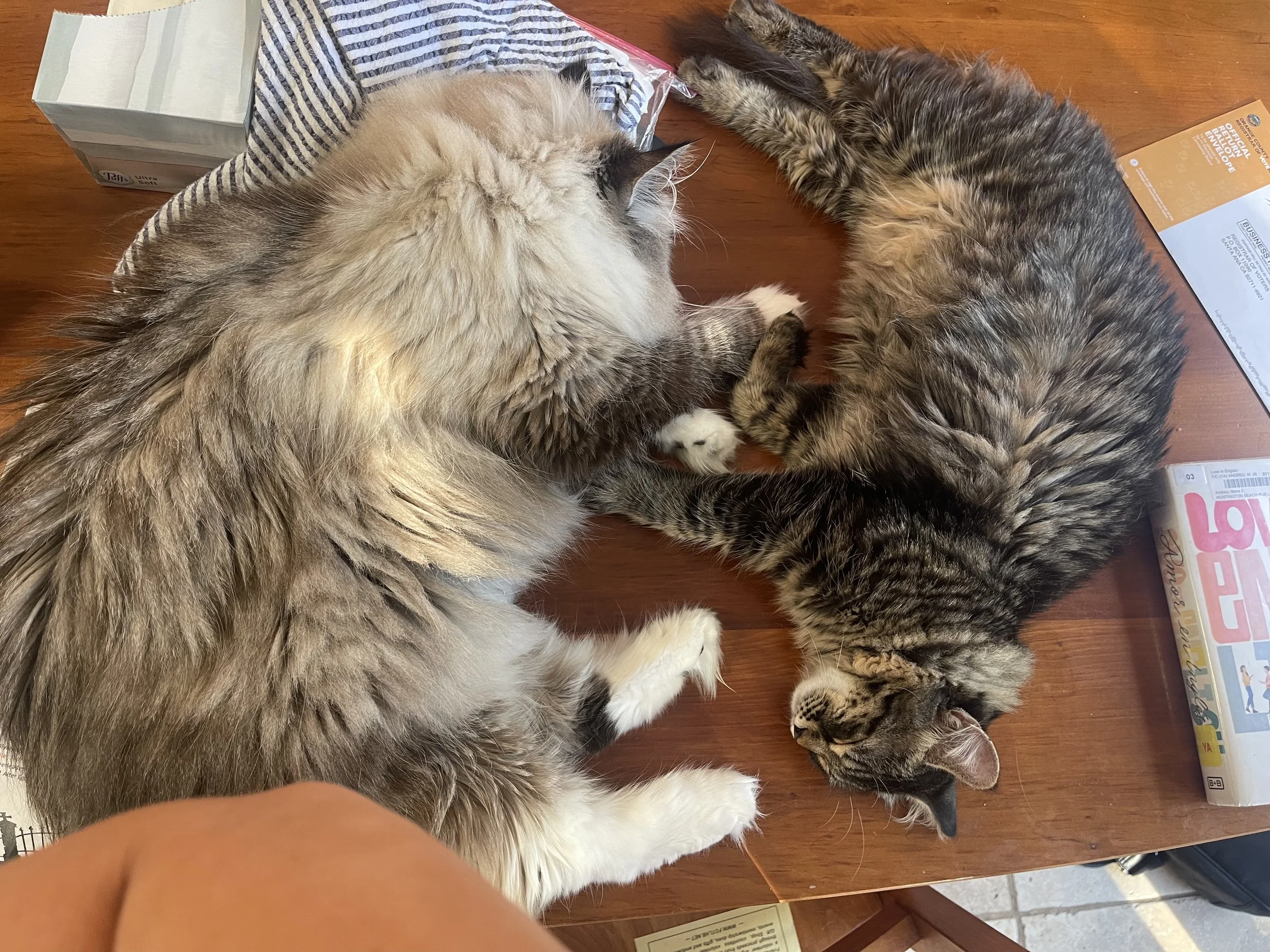 Mochi and Poppy.jpeg