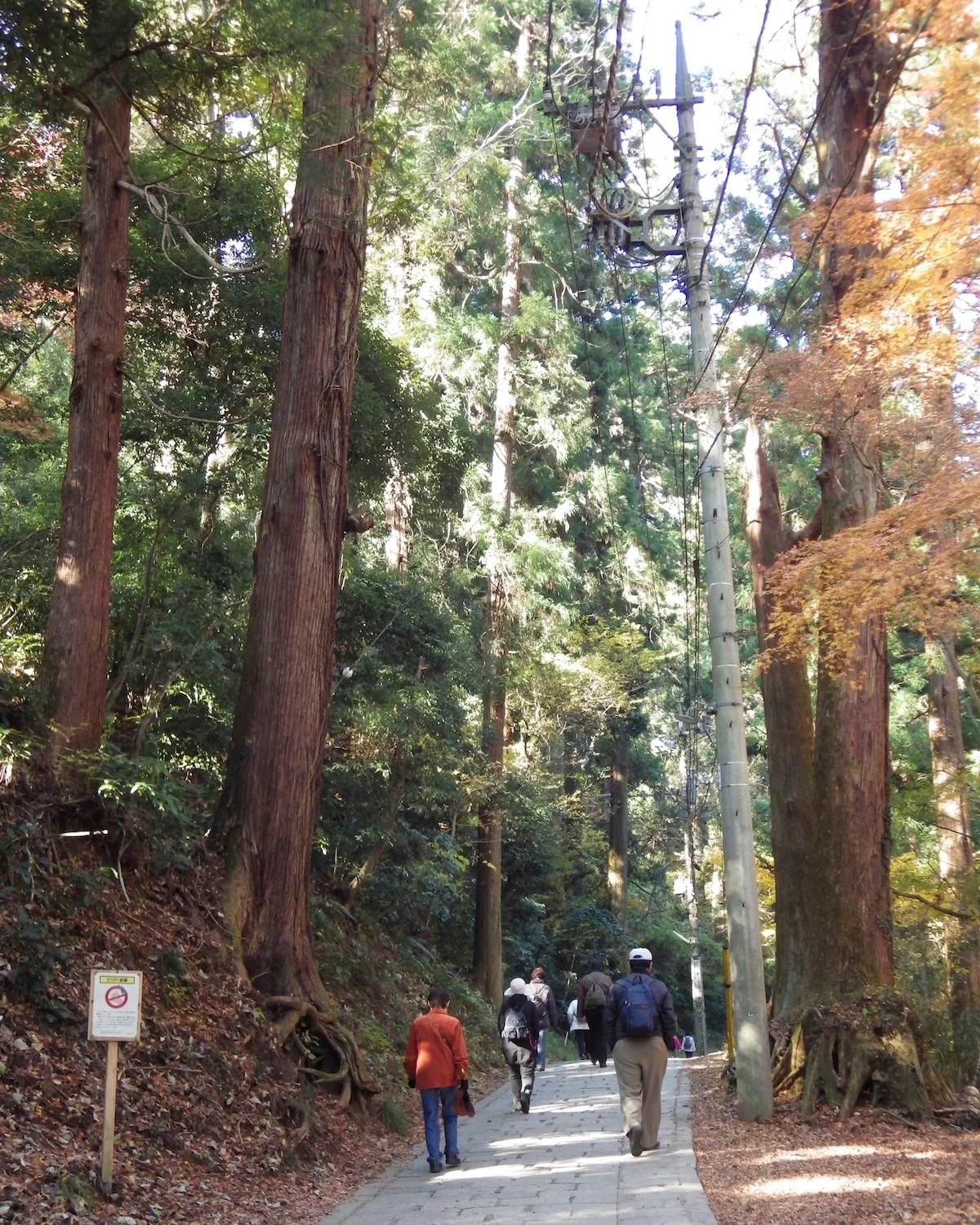 On the trail, trees tower over hikers.