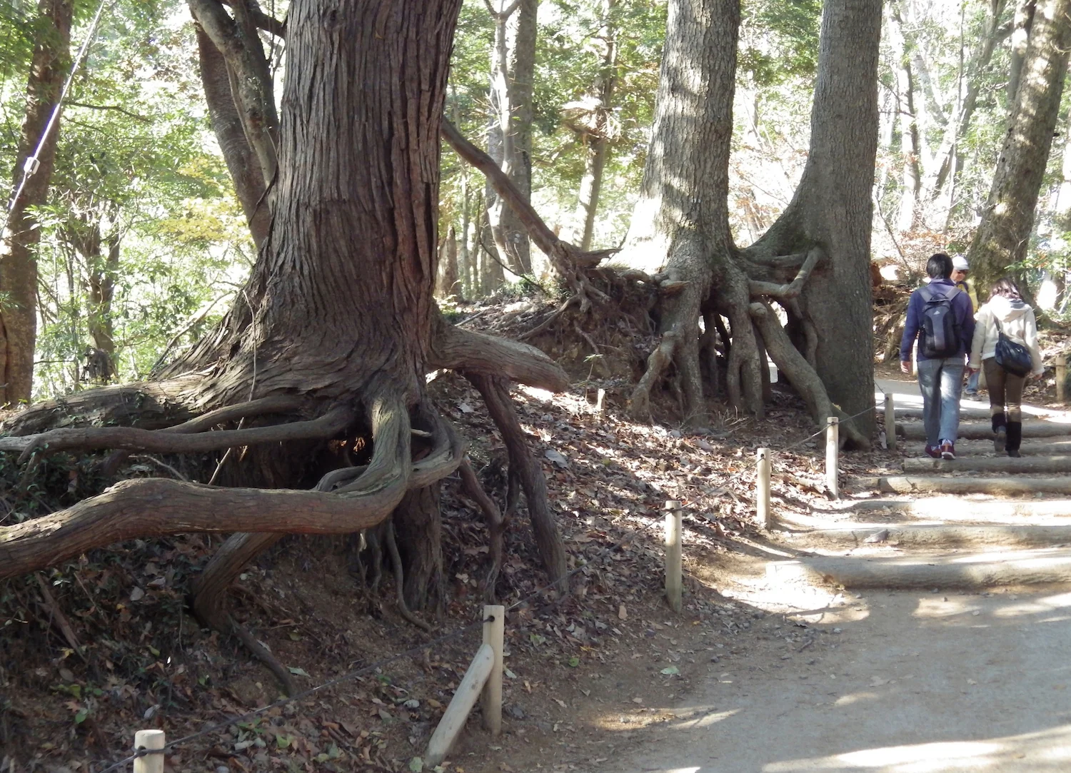 Roots lay exposed along the trail.