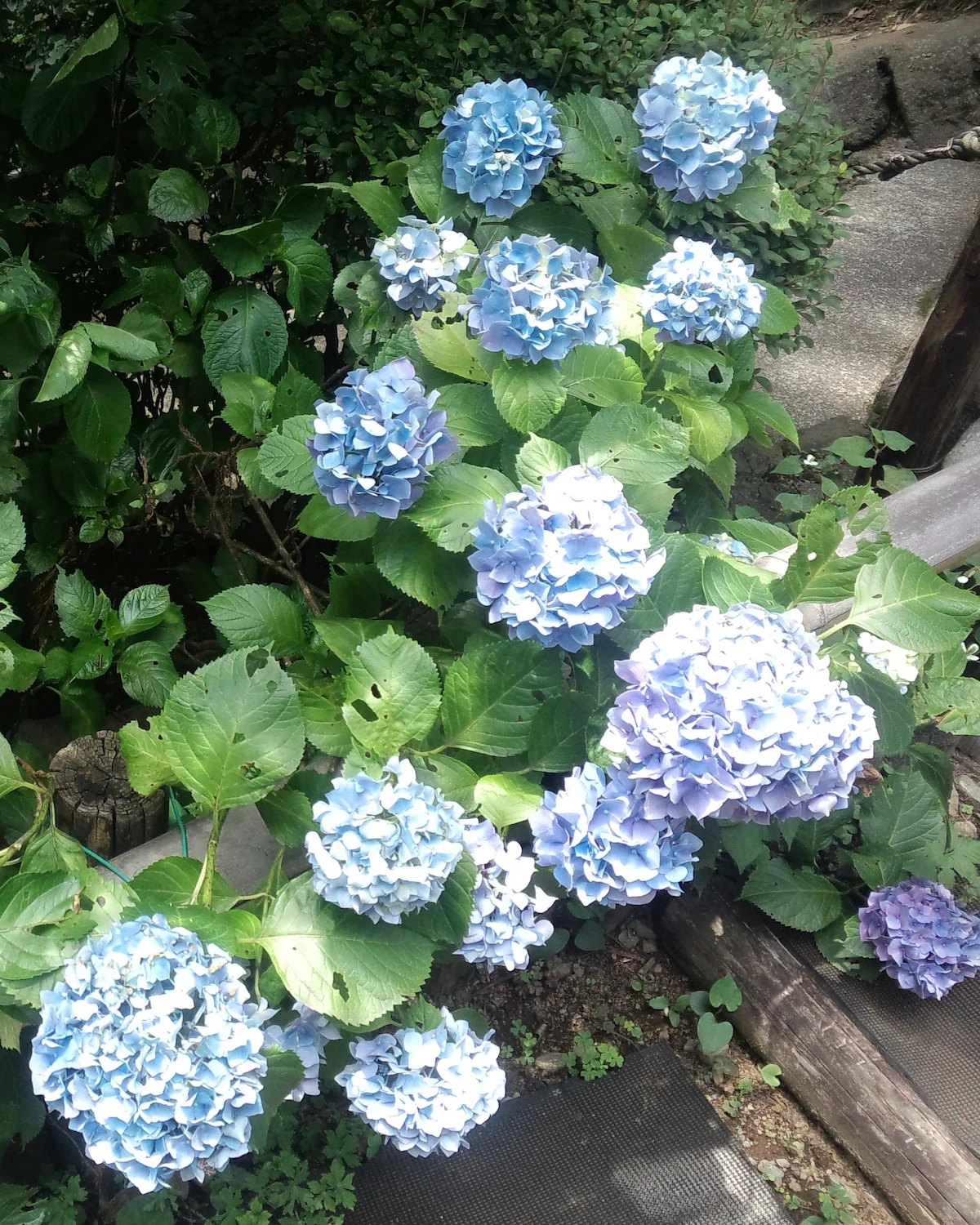 Summer hydrangeas on Trail #1.