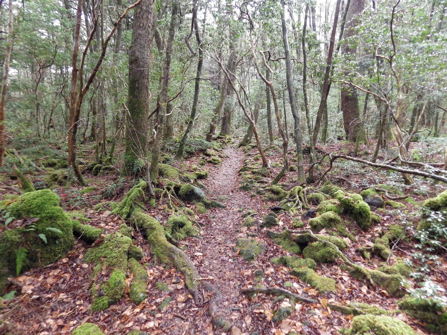 Jukai-Nature-Trail.jpg