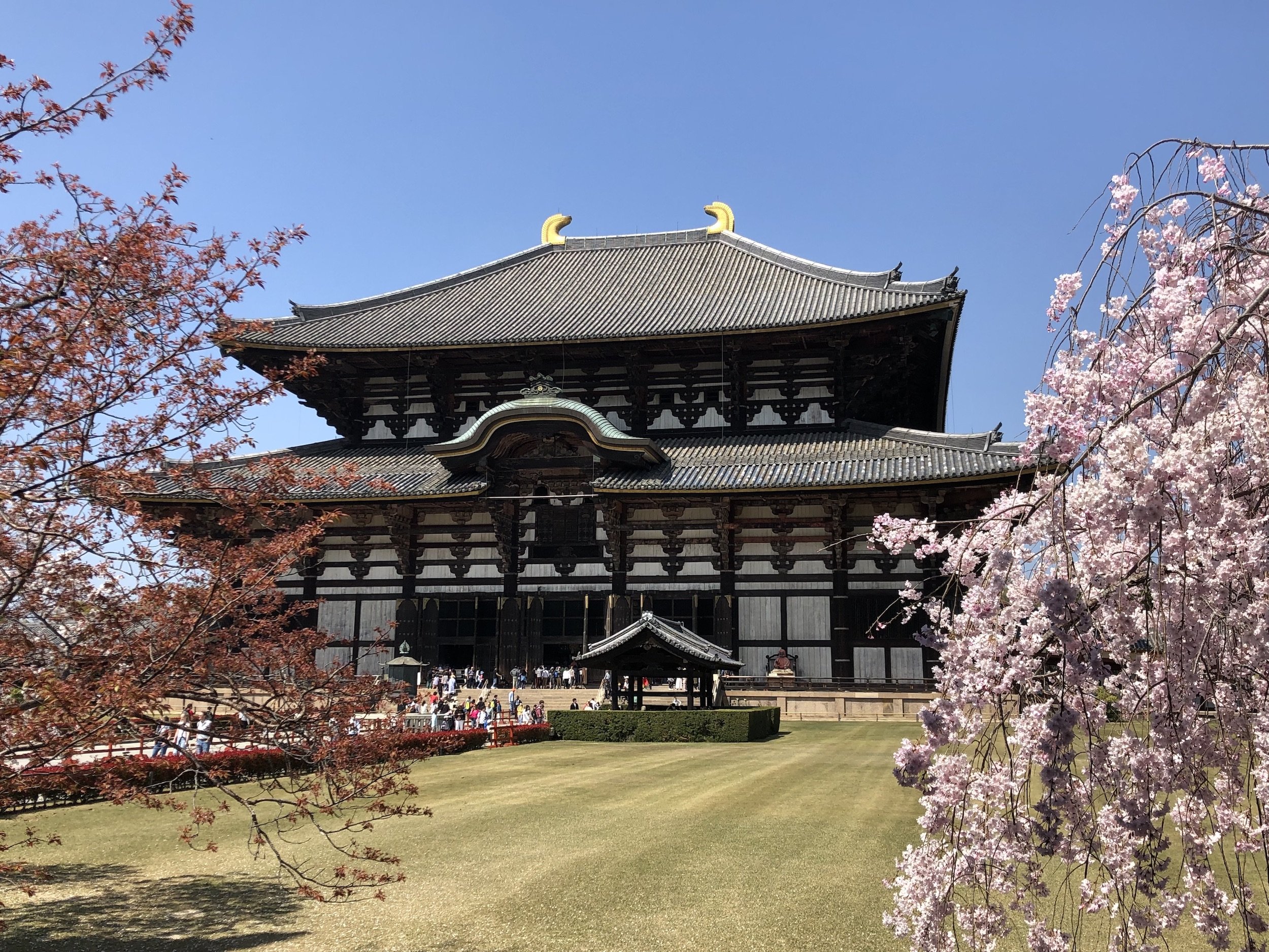 Todaiji Temple Deer And Cherry Blossoms In Nara The Gaijin Ghost