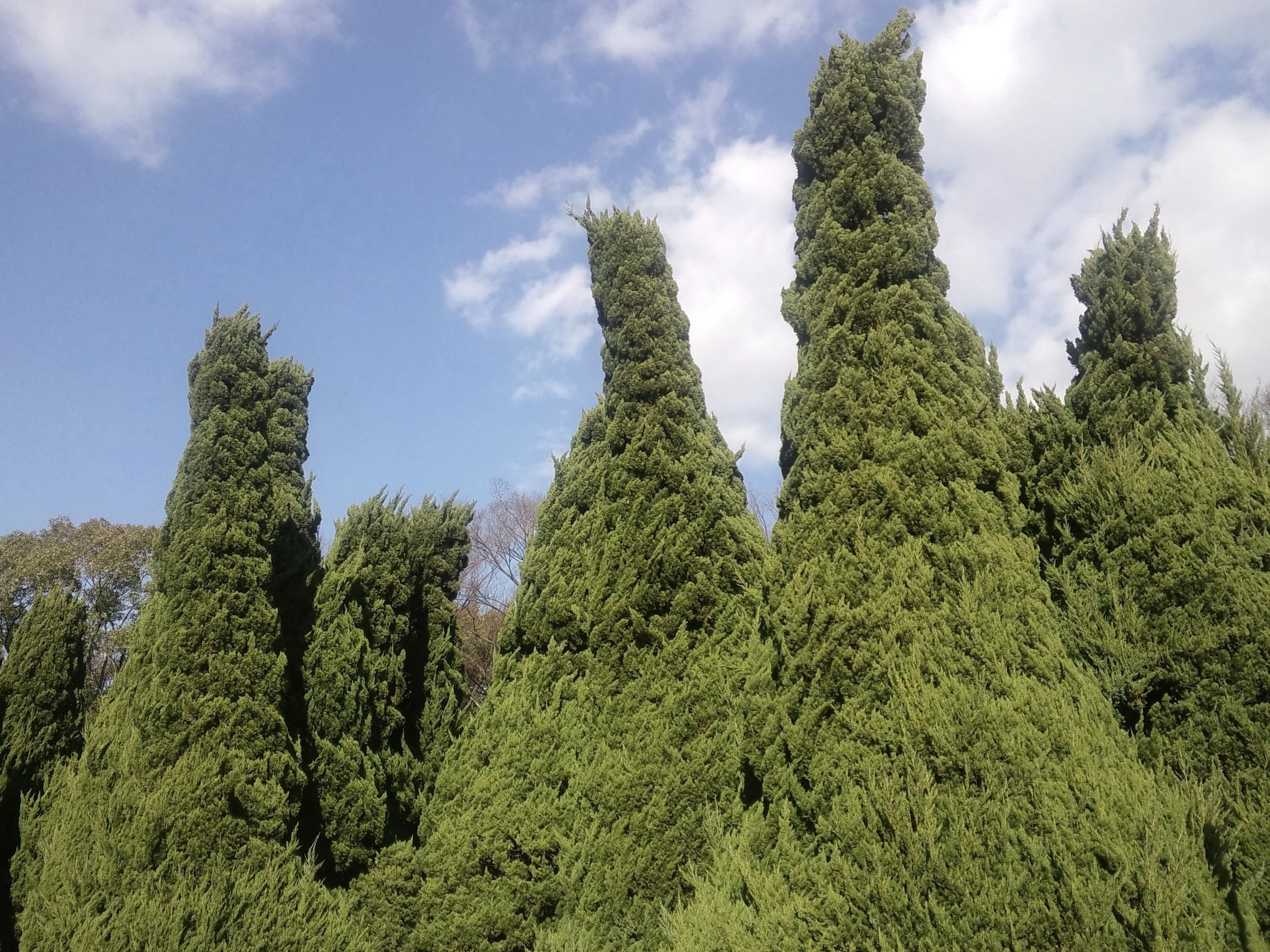 Osaka-Castle-032-Topiary-Trees.JPG
