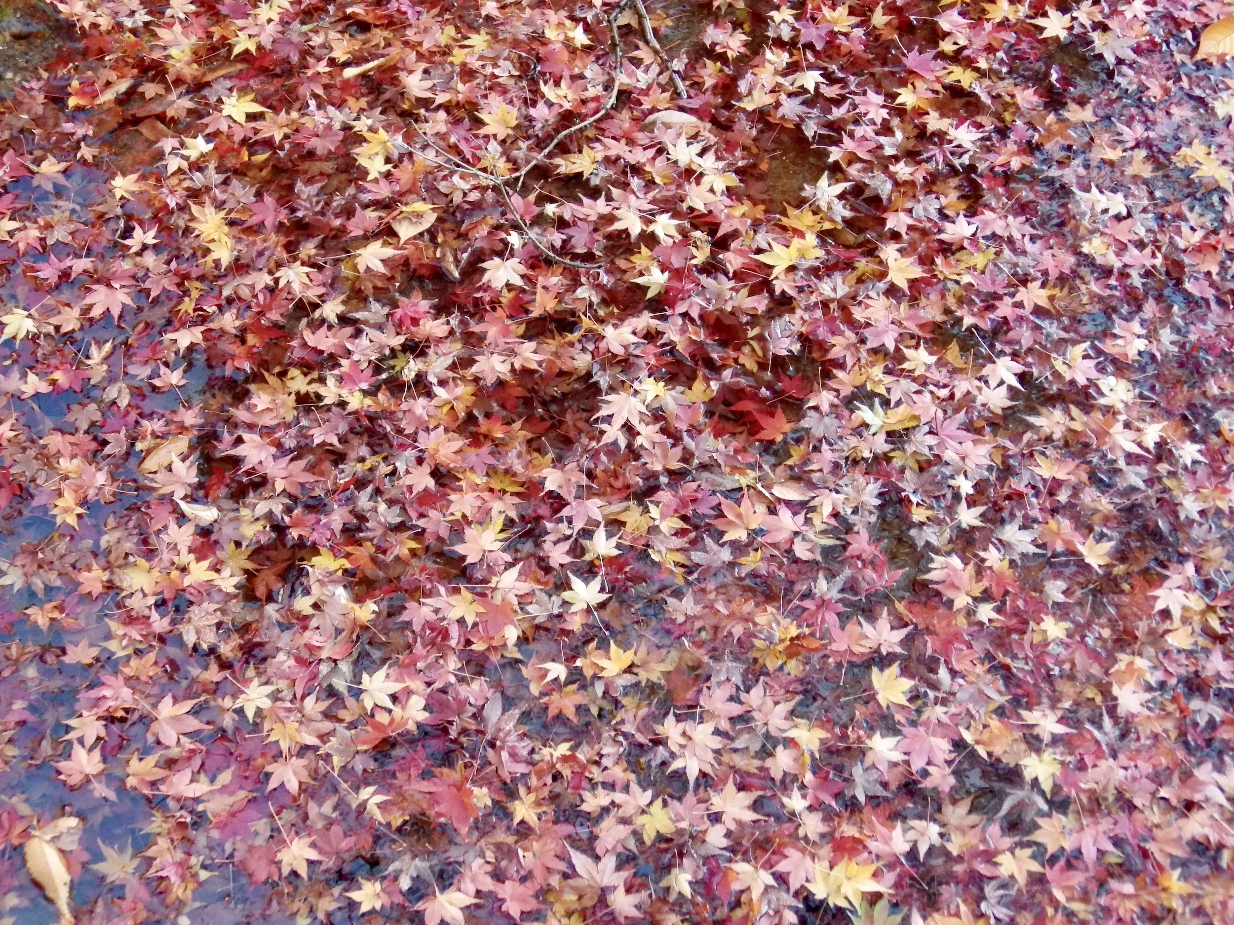 Tokyo-Dome-City-047-Koishikawa-Korakuen-Maple-Leaves.jpg