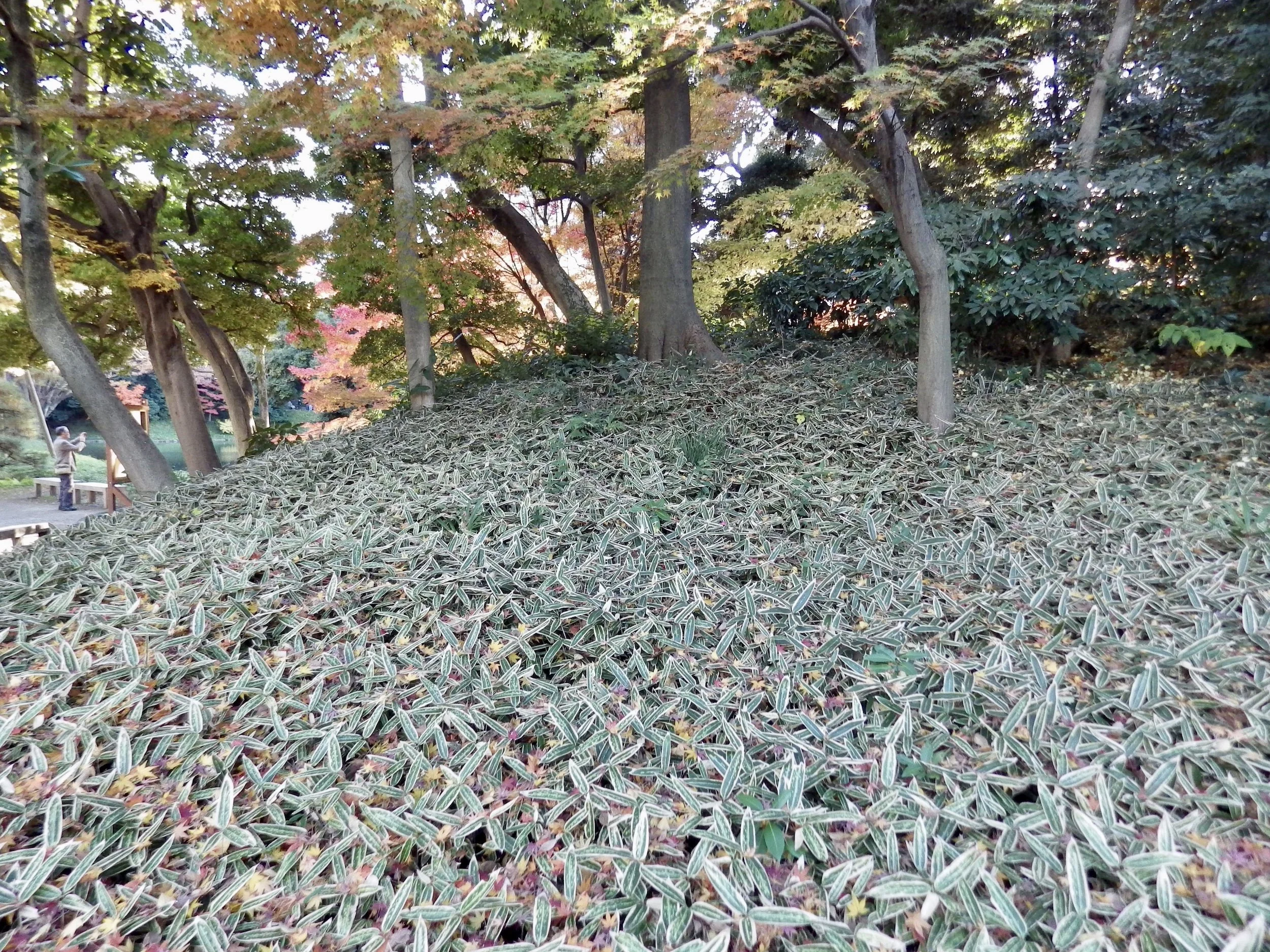 Tokyo-Dome-City-050-Koishikawa-Korakuen.jpg