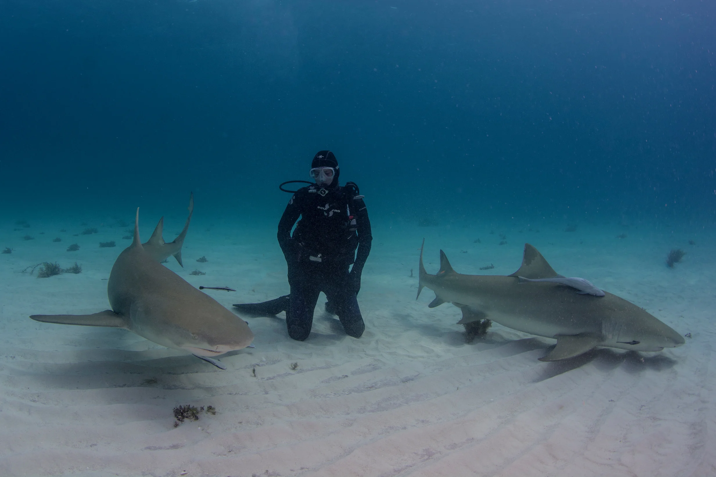 BABE #126: CYNYHIA WIGREN,CEO + Co-Founder @ Atlantic White Shark Conservancy