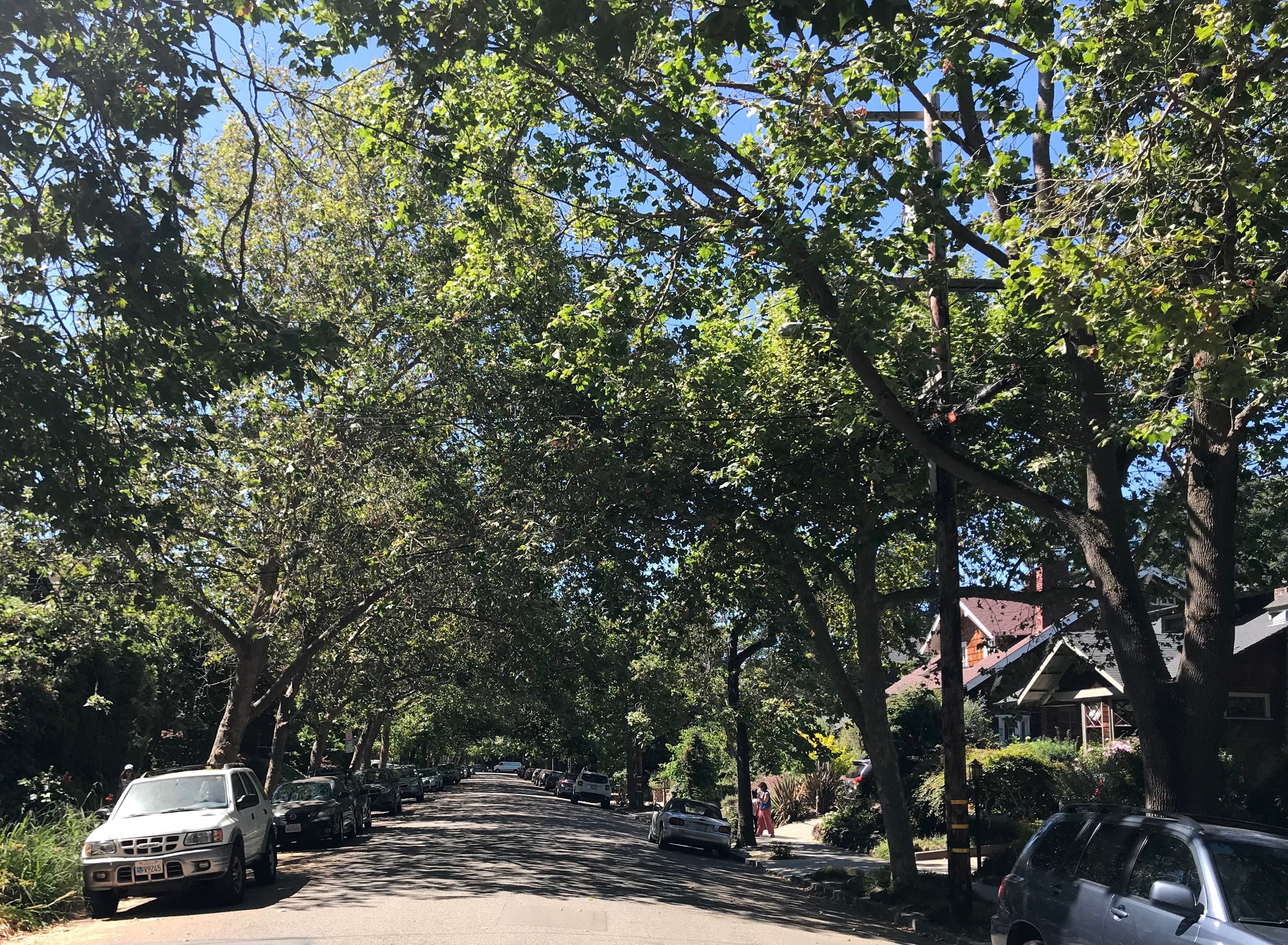 south side trees.jpg