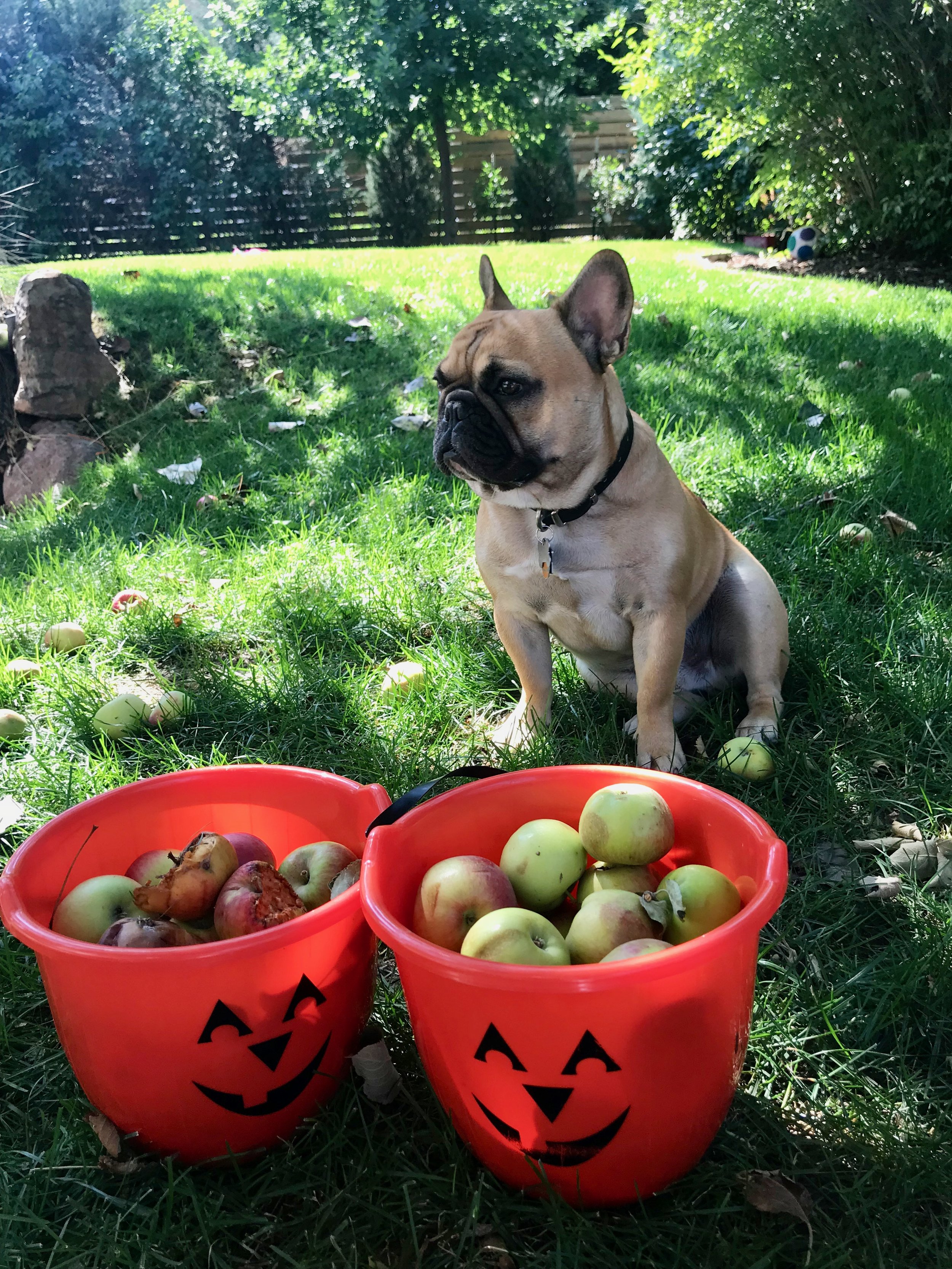 apple halloween buckets.jpg