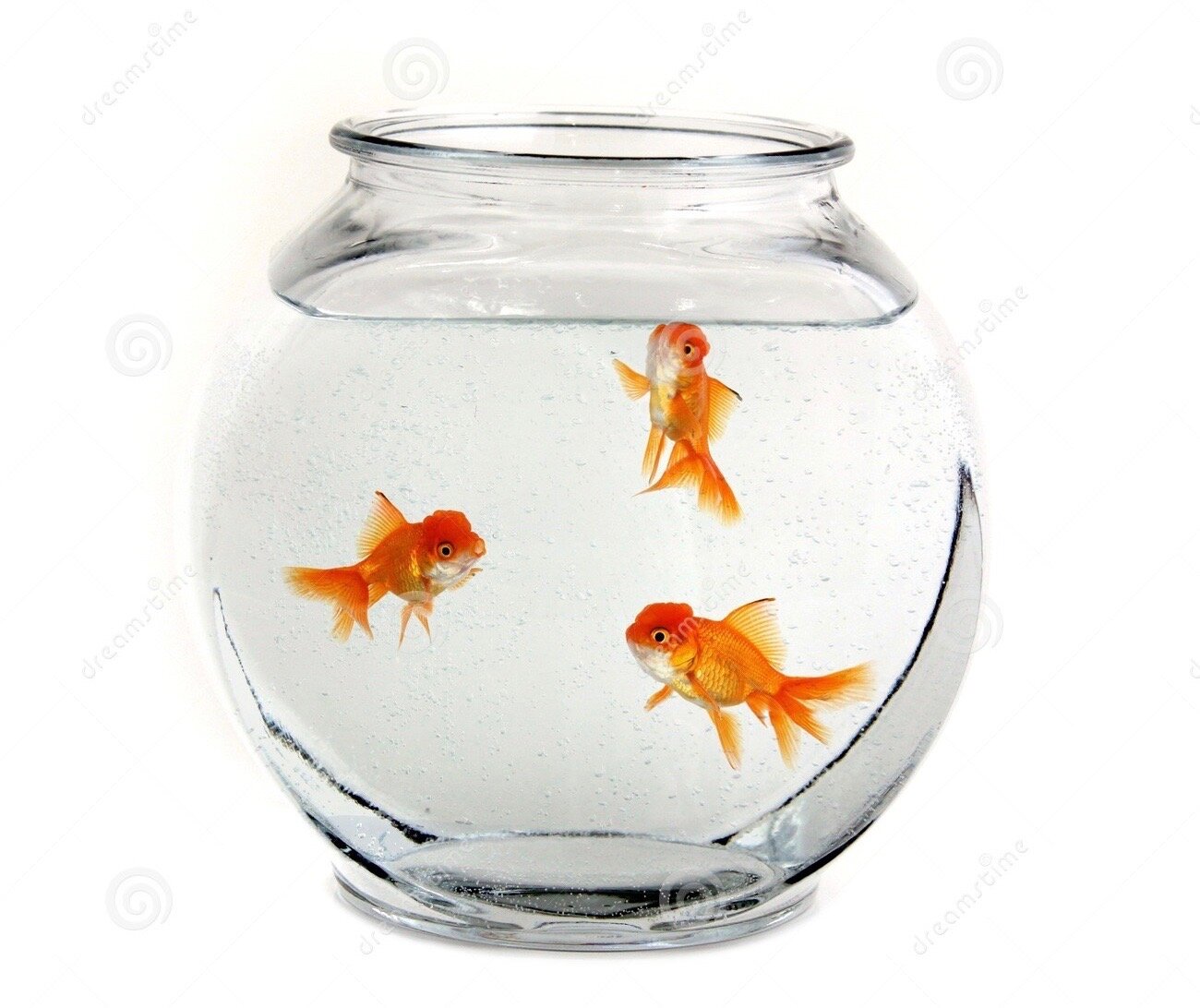 three-goldfish-bowl-2157218.jpeg