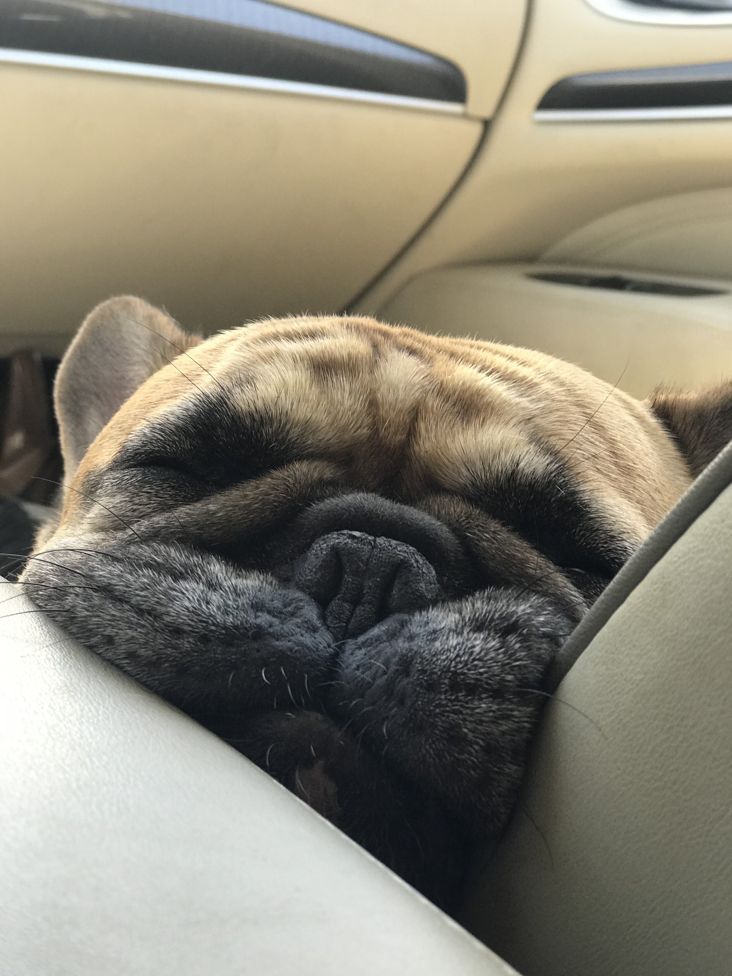 hank in the car.jpeg