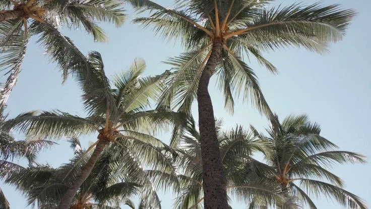 THE ULTIMATE SUMMER ’26 PLAYLIST