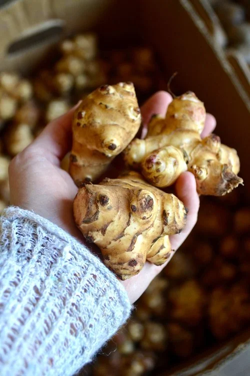 Jerusalem Artichokes / Stone Hollow Farmstead CSA