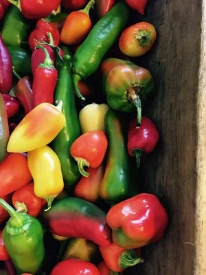 Aura, Tohi Romanians and Green Gourmet Peppers - Stone Hollow Farmstead CSA