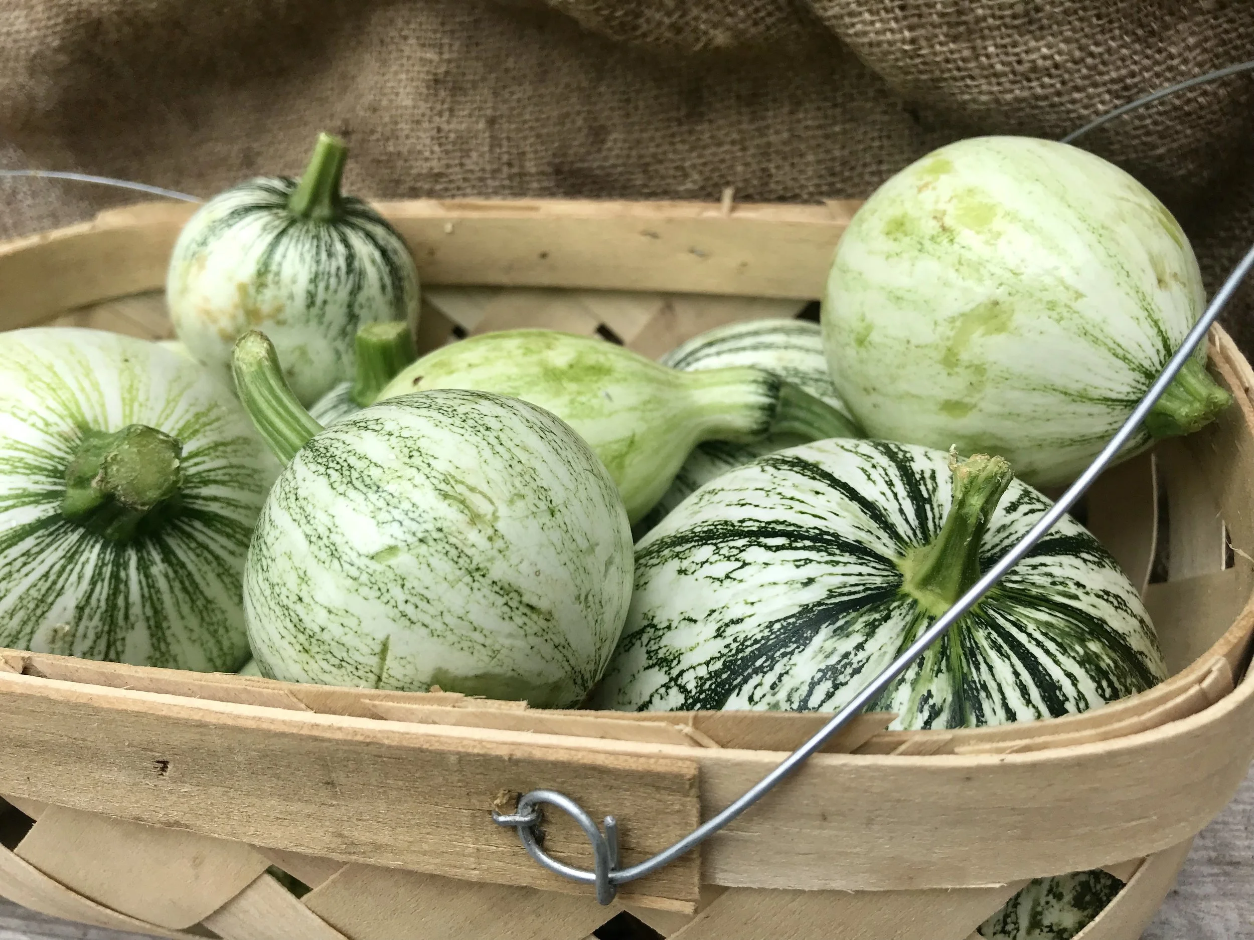 Squash Medley / Stone Hollow Farmstead