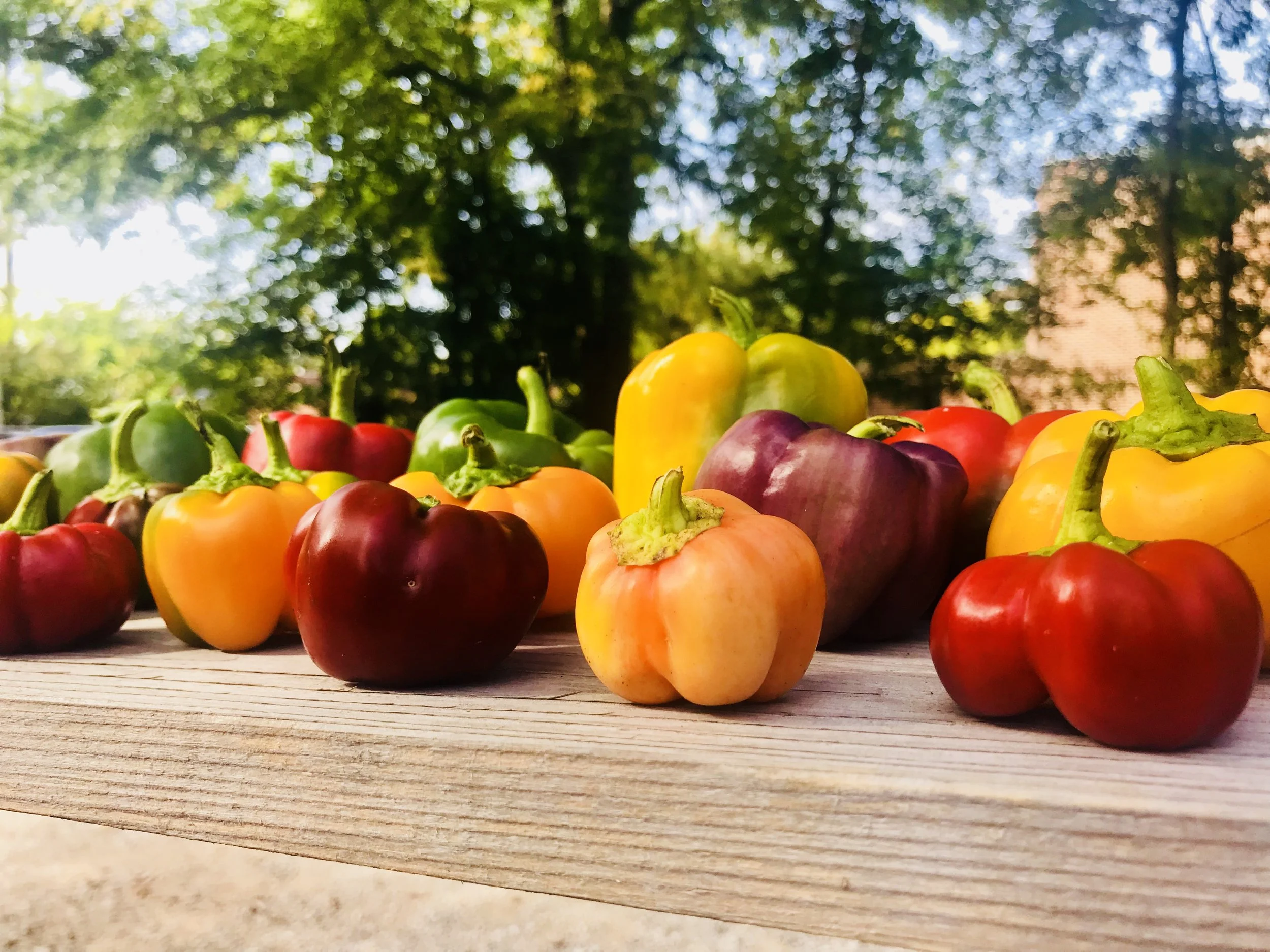 Sweet Bell Peppers / Hamm Farm
