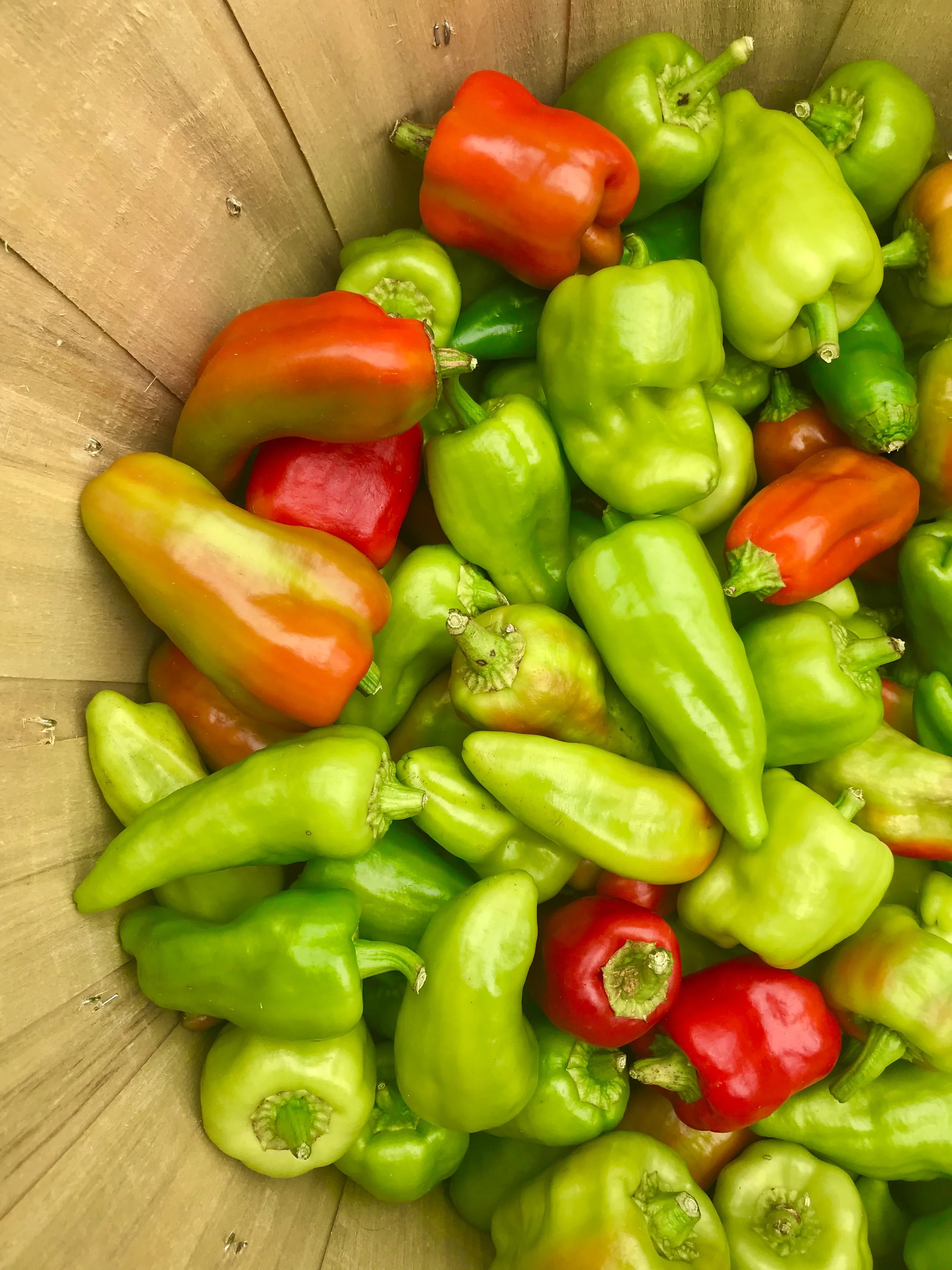 Chile de Agua Peppers / Stone Hollow Farmstead