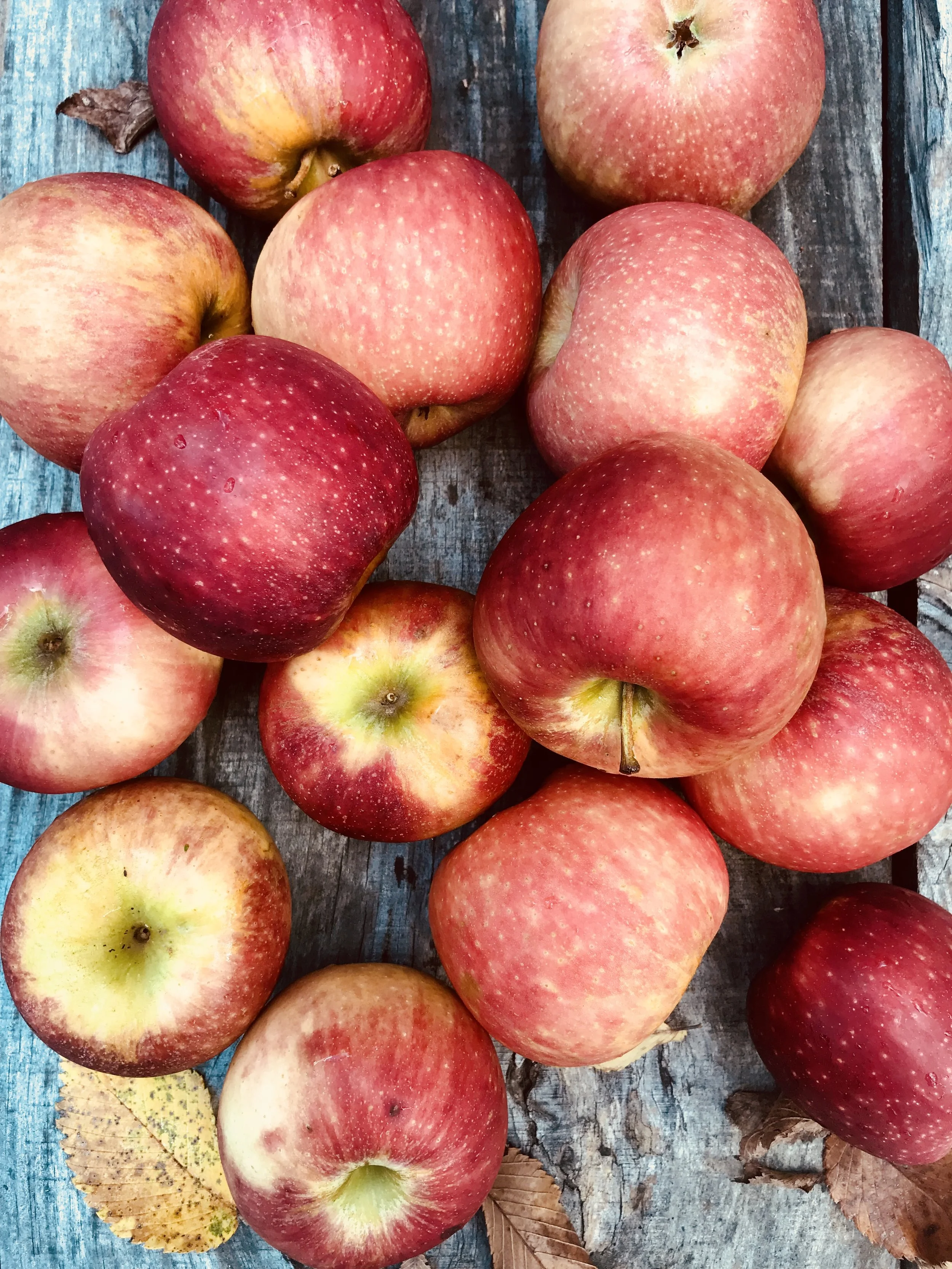 Apples / Mountain View Orchards