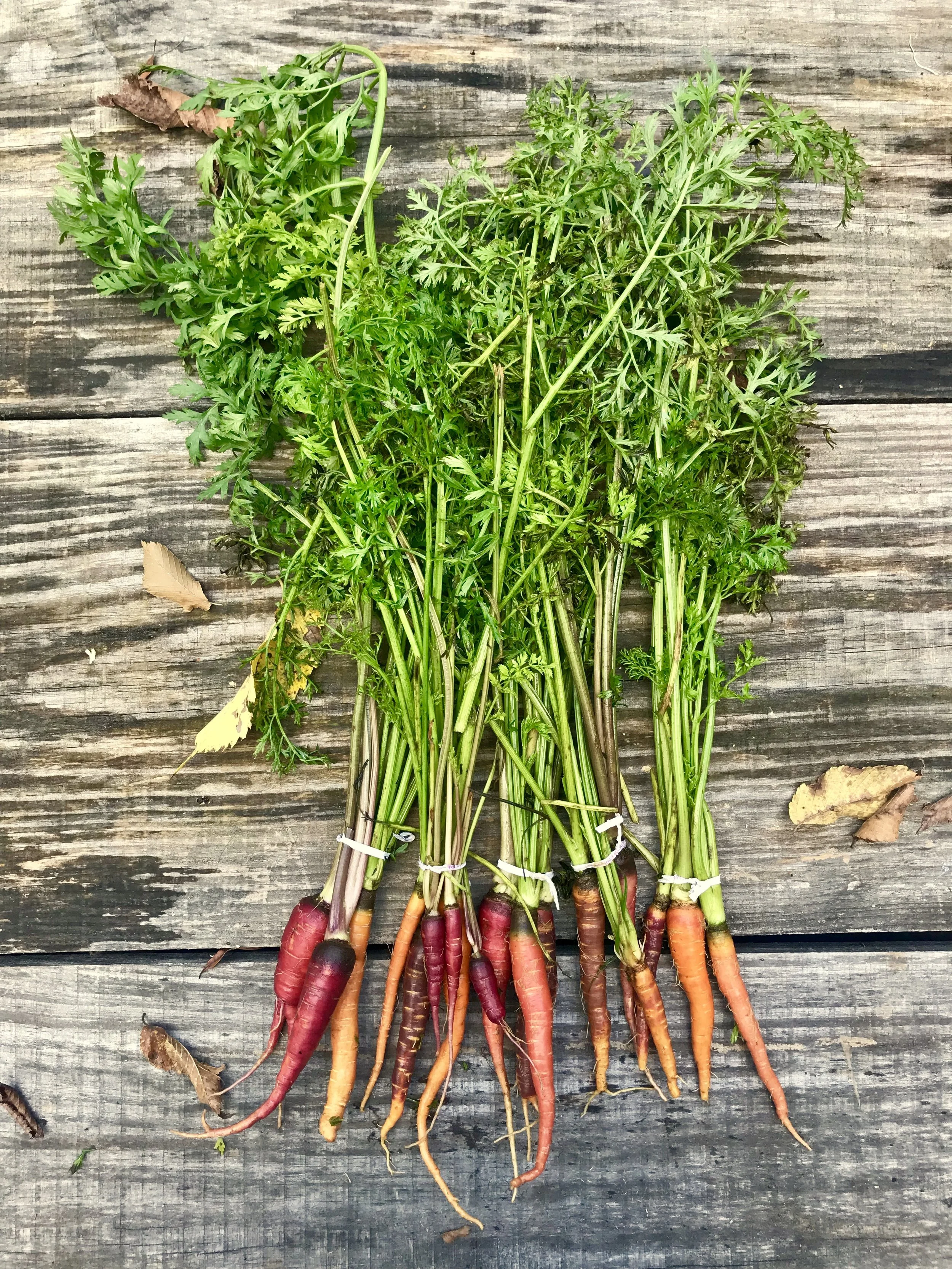Carrots / Stone Hollow Farmstead