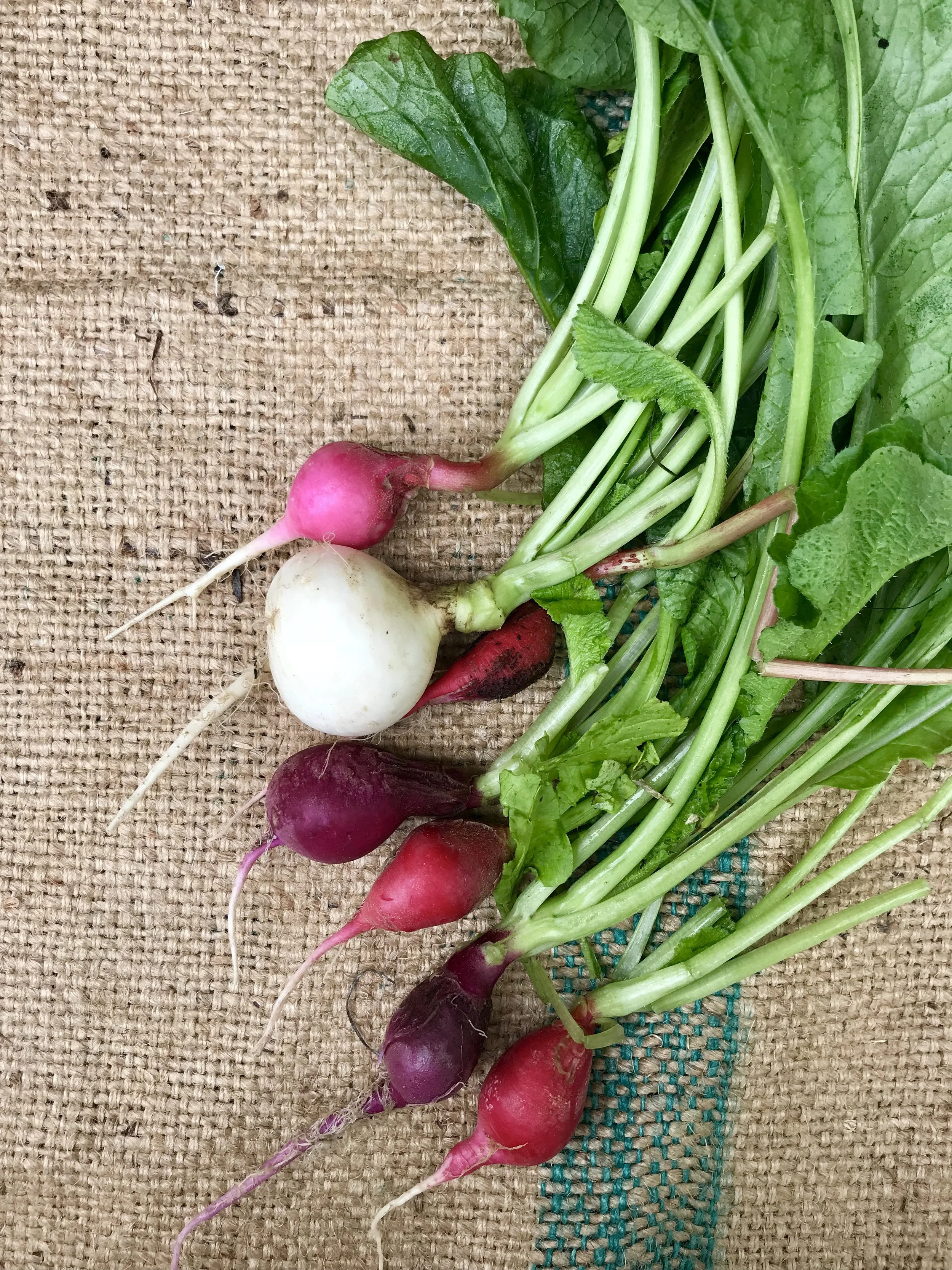 Radishes / Stone Hollow Farmstead