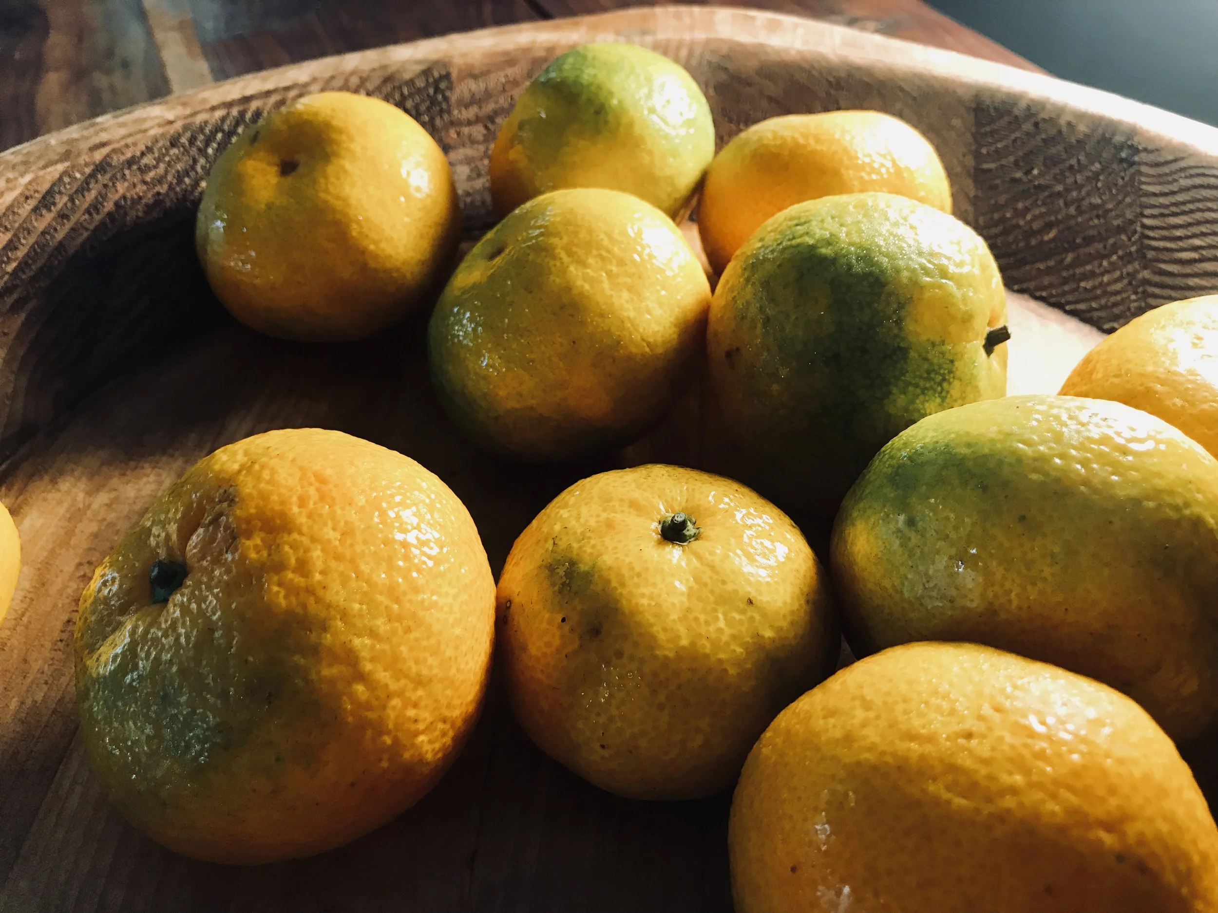 Satsumas / Hatcher Citrus Farm