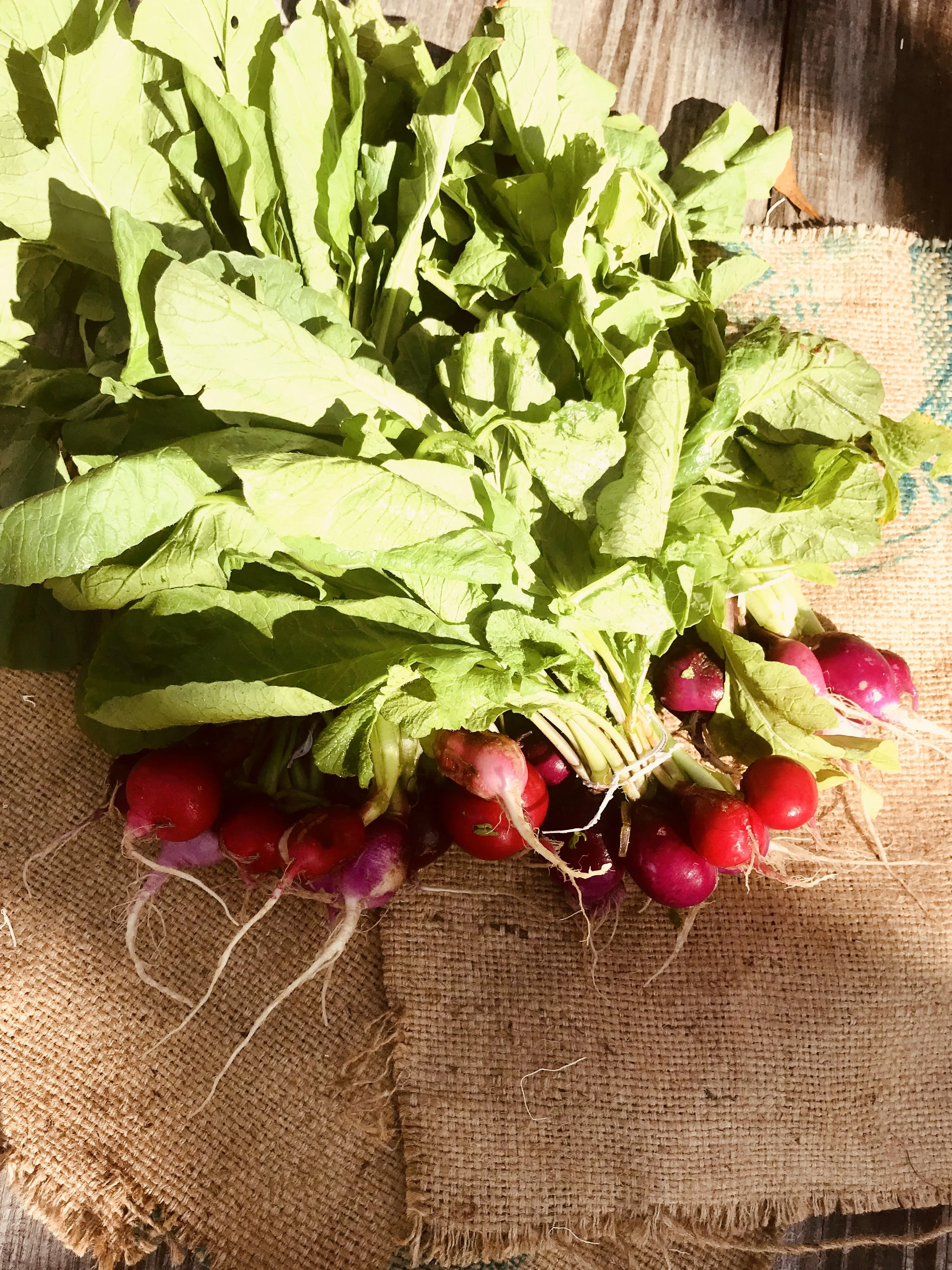 Radishes / Stone Hollow Farmstead