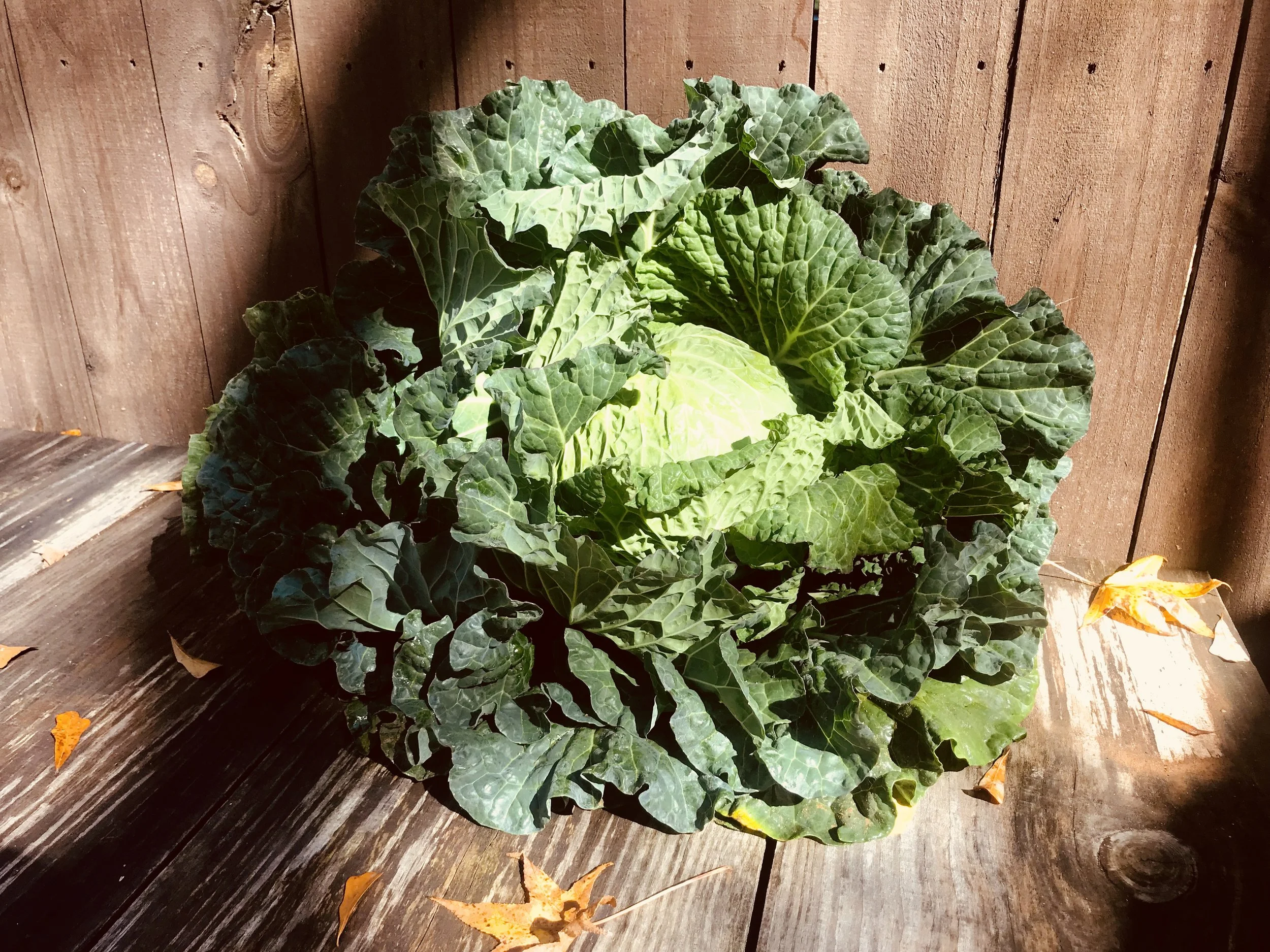 Green Cabbage / Habersham Farm