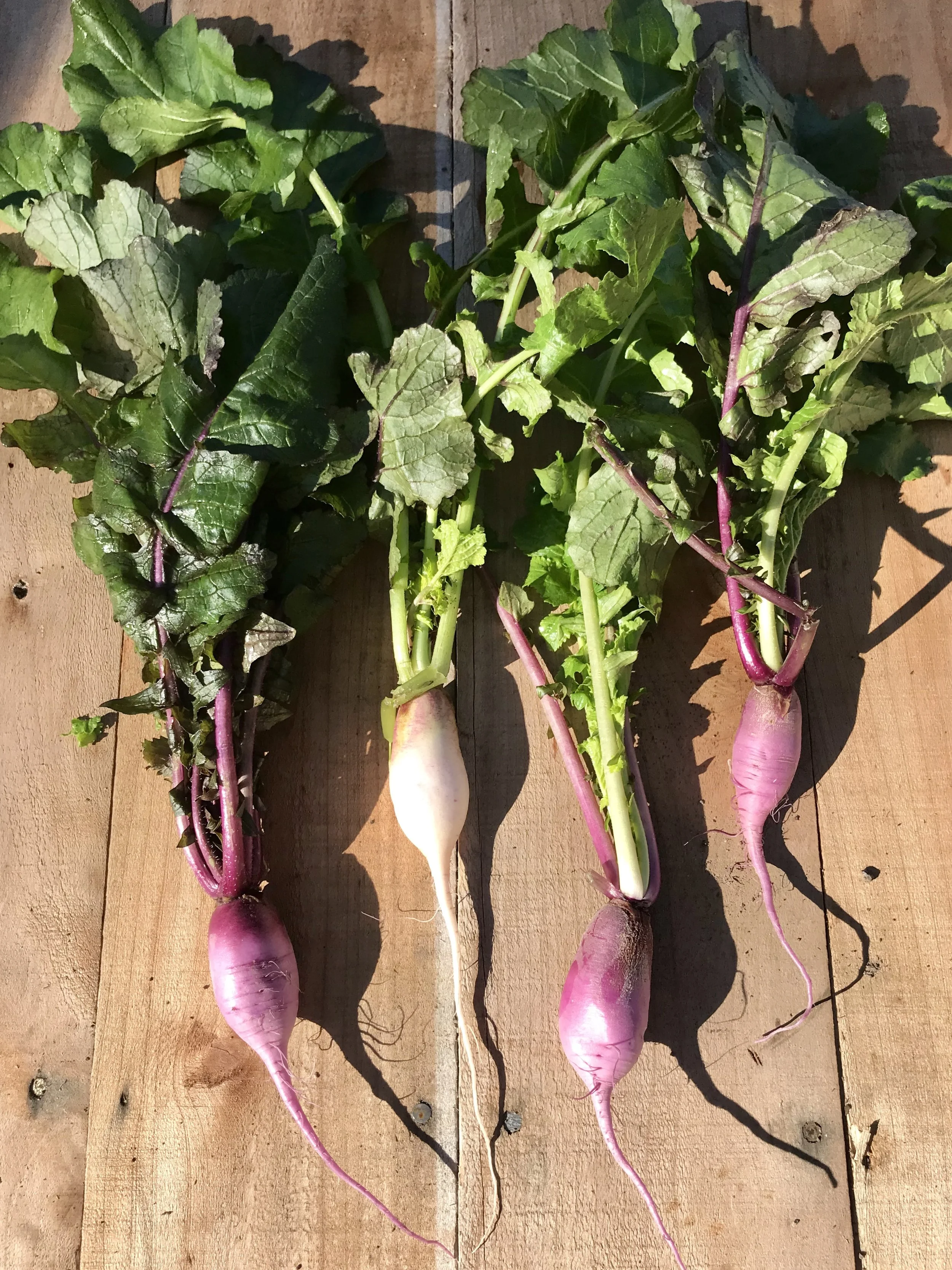 Radishes / Stone Hollow Farmstead