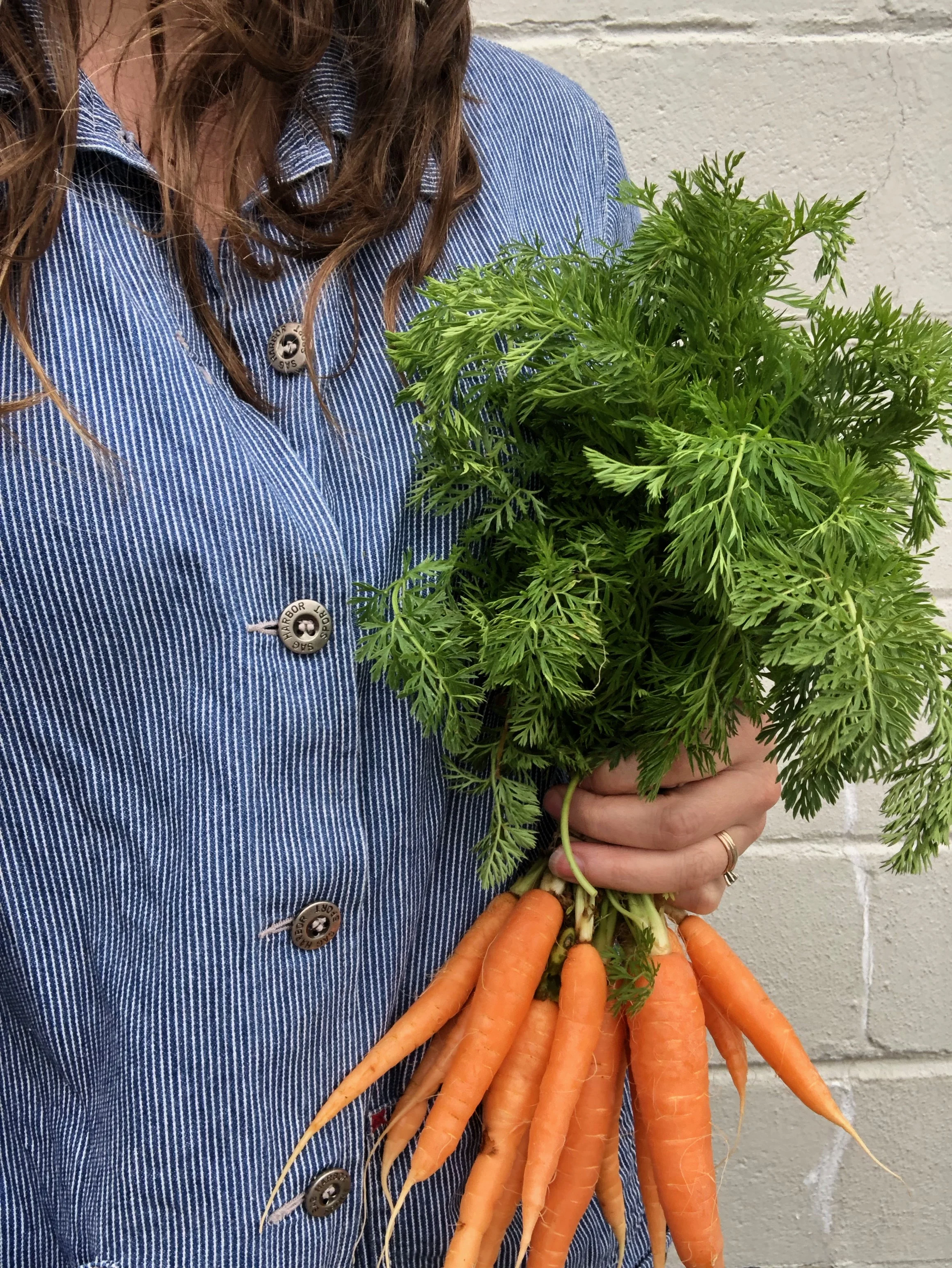 Orange Carrot Bunches / Belle Meadow Farms - Tuscaloosa, Alabama