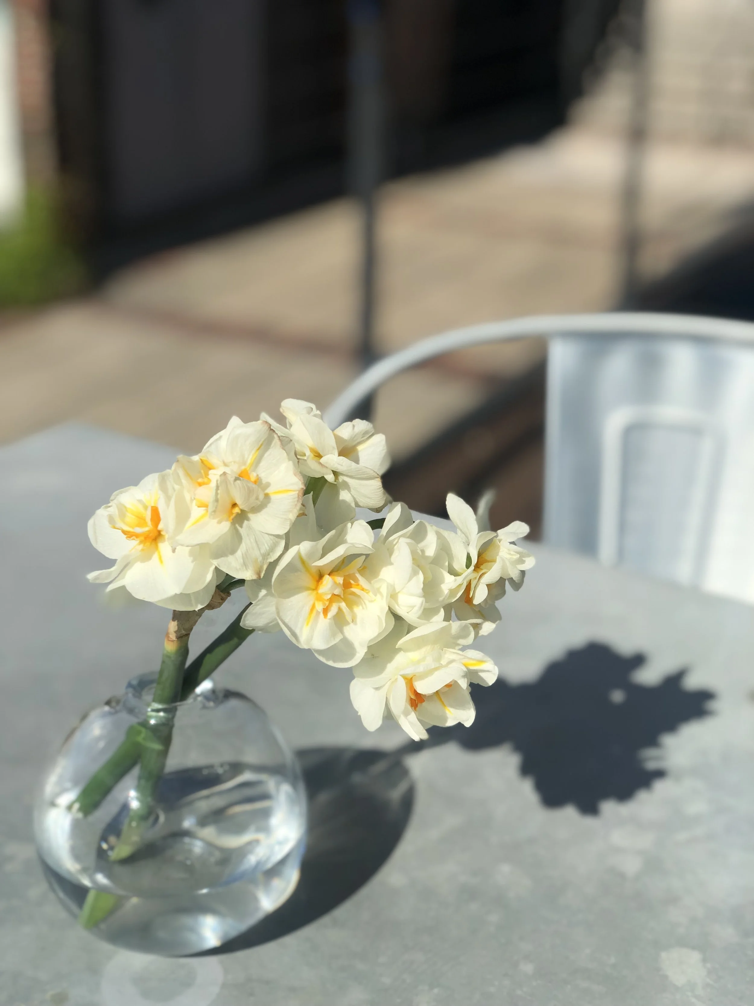 Jonquils / Stone Hollow Farmstead