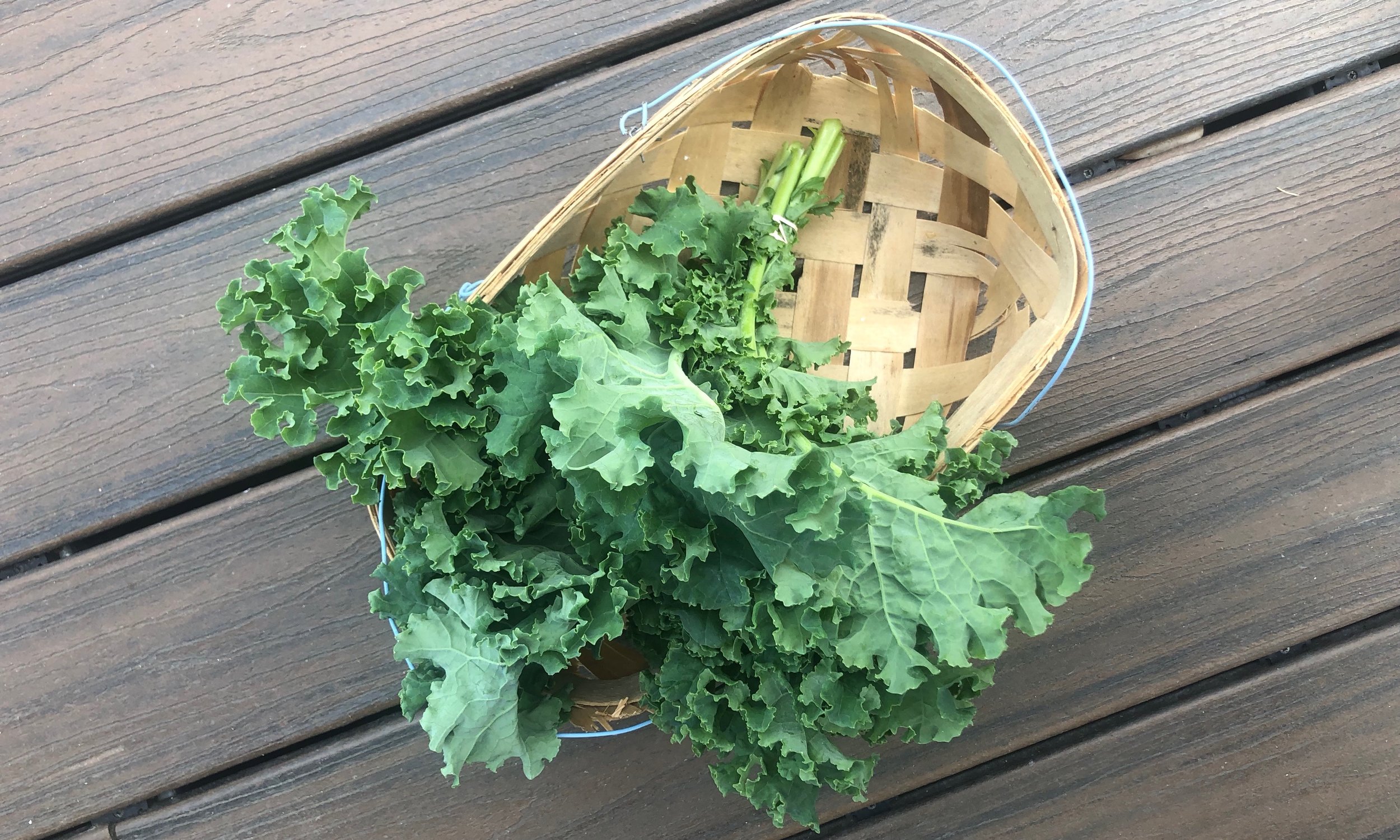 Curly Kale - Belle Meadow - Tuscaloosa, Alabama