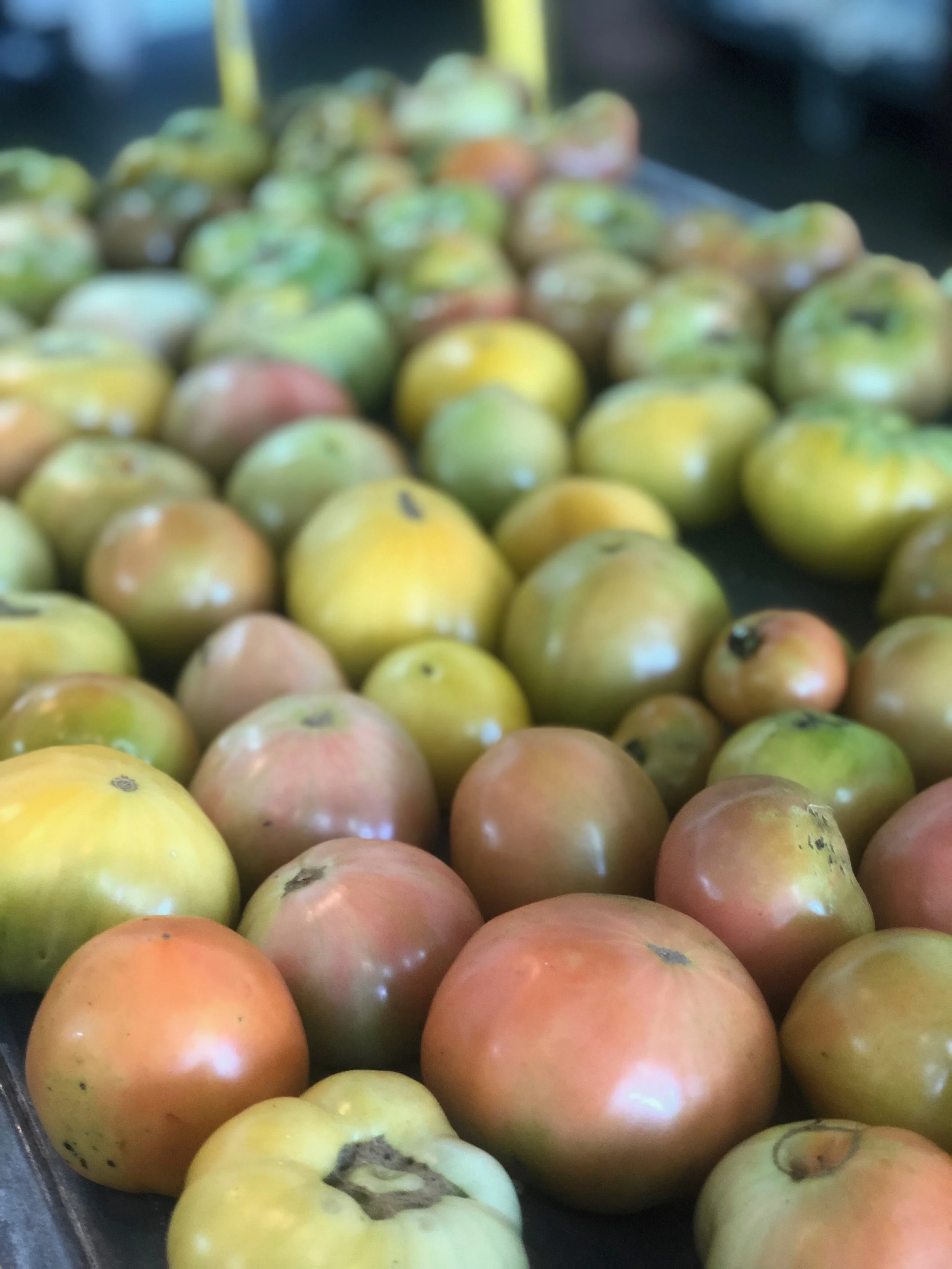 Tomatoes / Stone Hollow FarmStead
