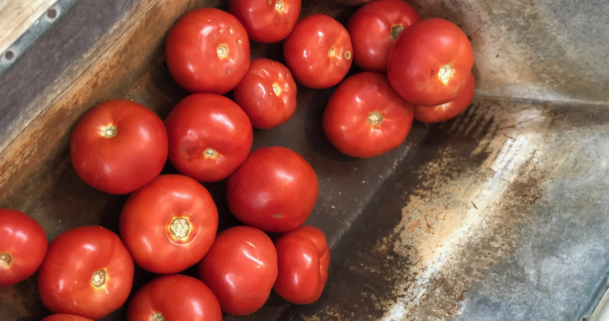 Celebrity Tomatoes / Chandler Mountain
