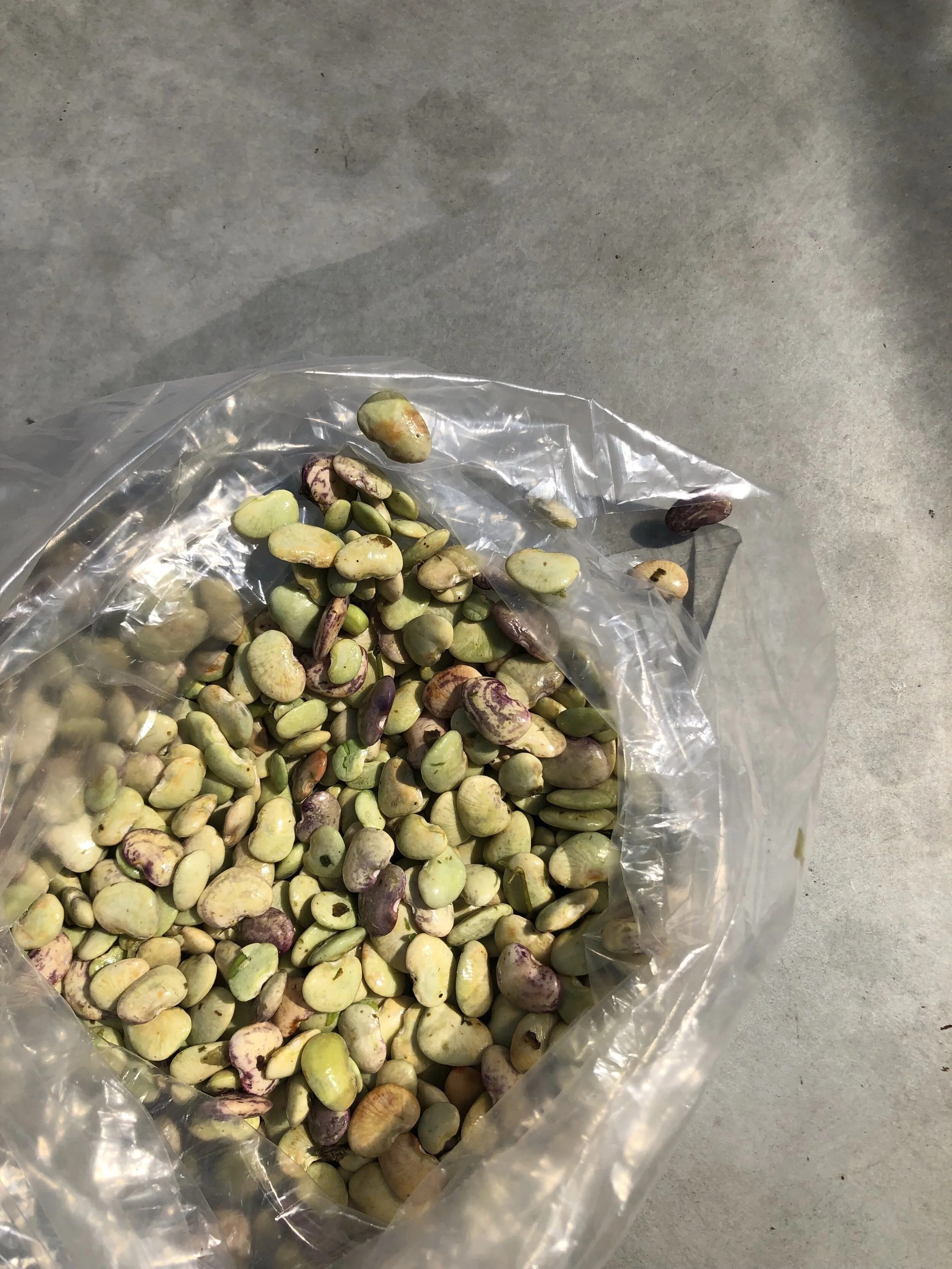 Speckled Butter Beans / Clanton