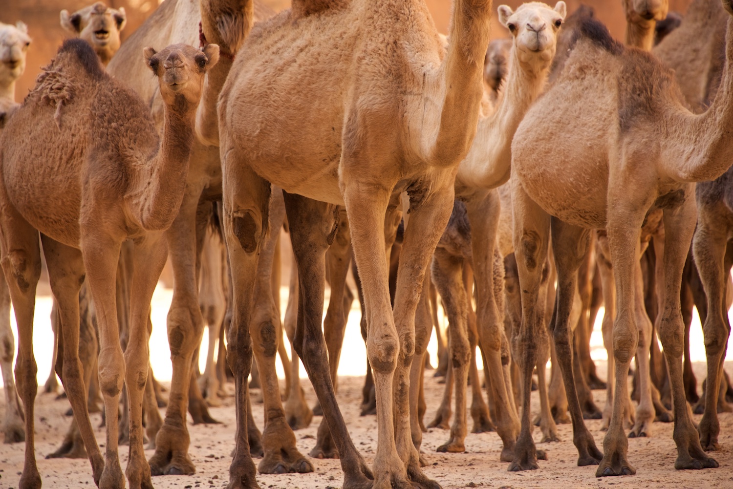 camel_walk.jpg