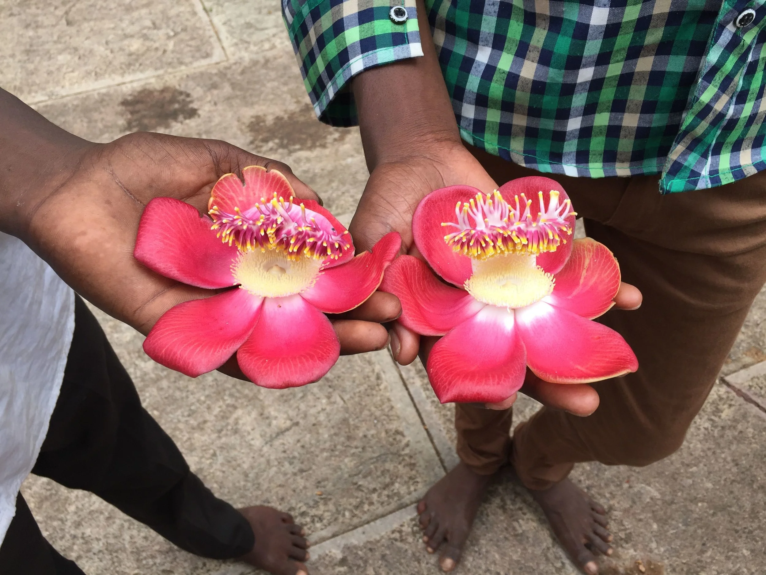 Nagalinga Flowers.jpg
